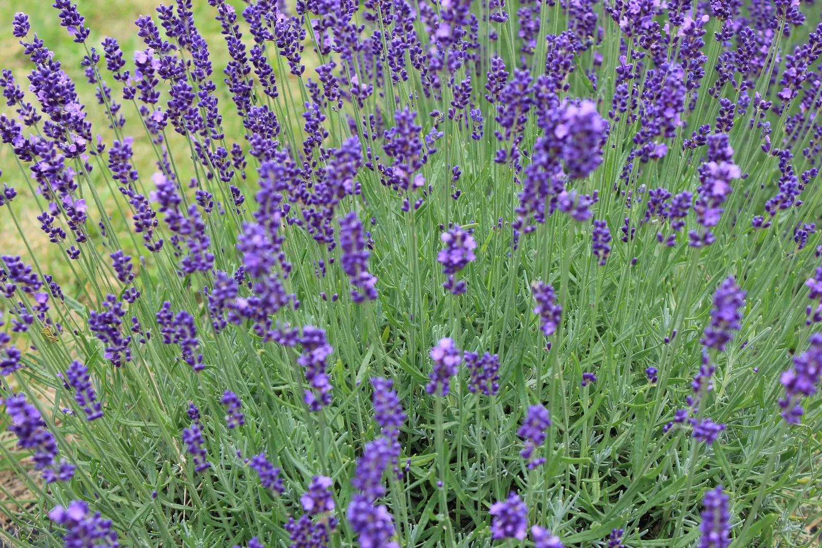 English Lavender (Lavandula Angustifolia) — making it an ideal addition to rock gardens