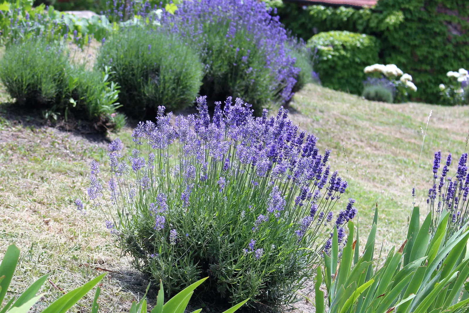 English Lavender (Lavandula Angustifolia) — cherished for its fragrant purple flowers and silvery-green foliage