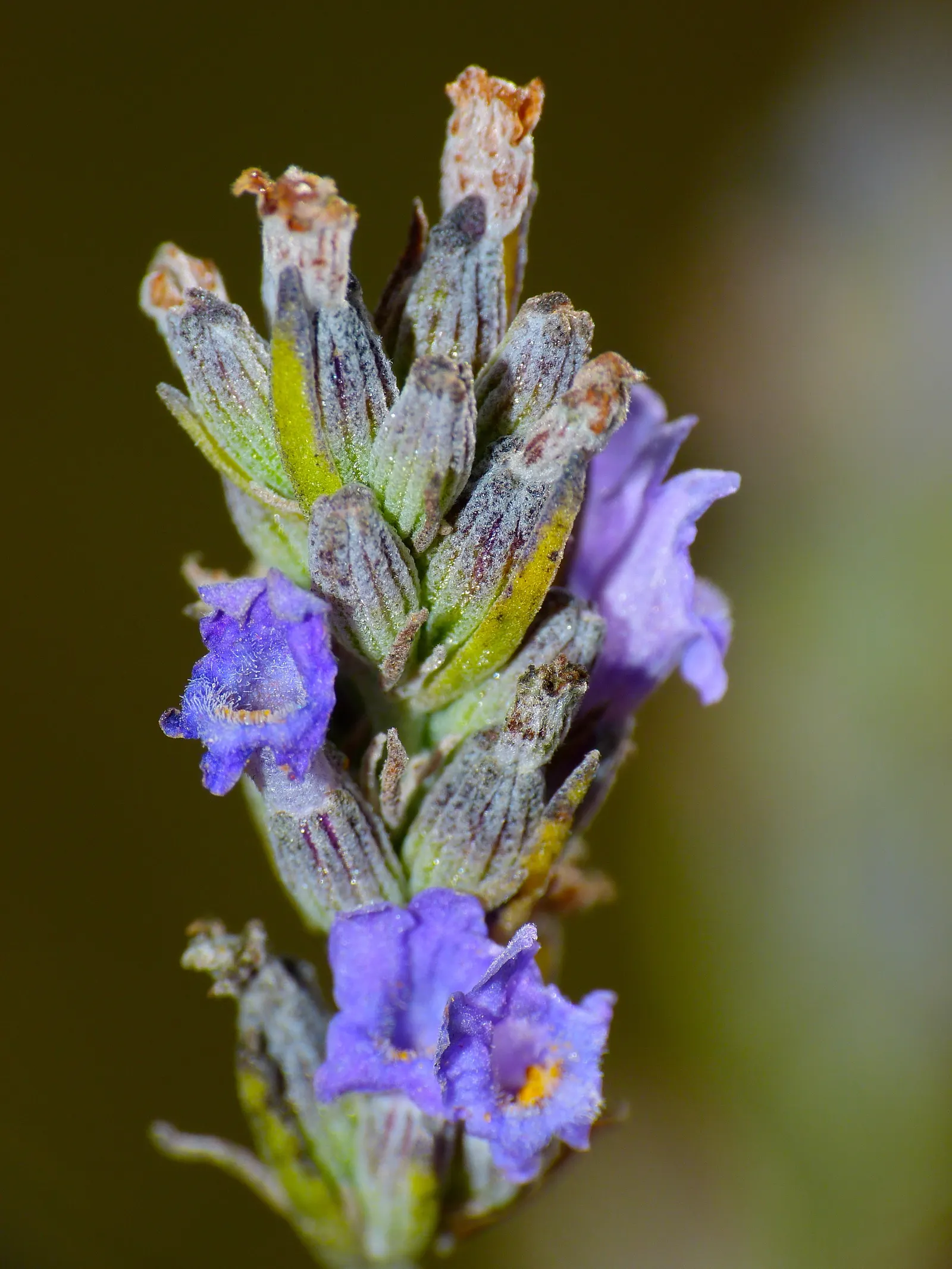 English Lavender (Lavandula Angustifolia) — These blooms not only bring visual delight but can also be harvested for uses in culinary