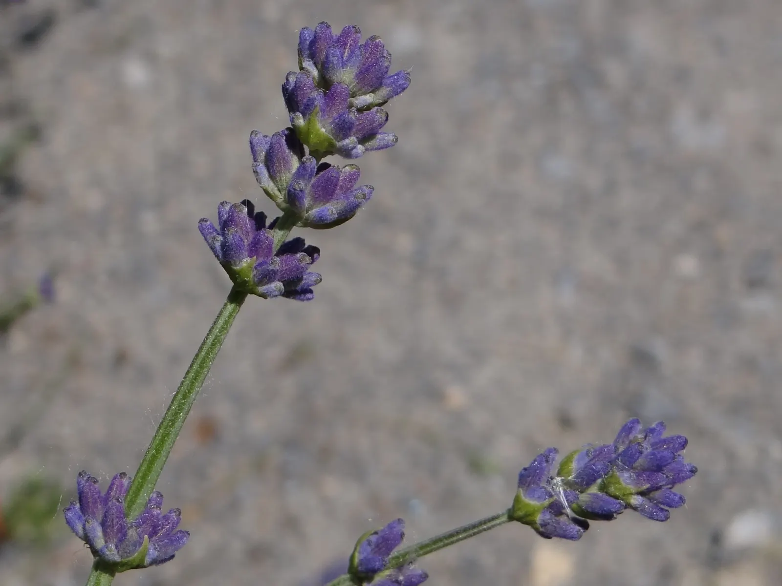 English Lavender (Lavandula Angustifolia) — display in the late summer