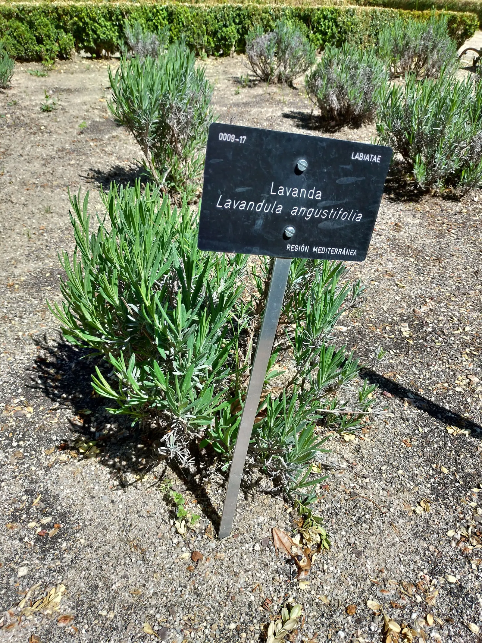 English Lavender (Lavandula Angustifolia) — Drought-tolerant once established, it attracts pollinators while deterring deer