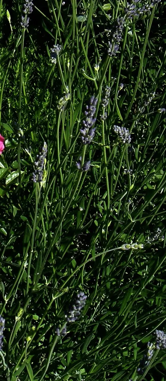 English Lavender (Lavandula Angustifolia) — is a compact and highly aromatic perennial shrub
