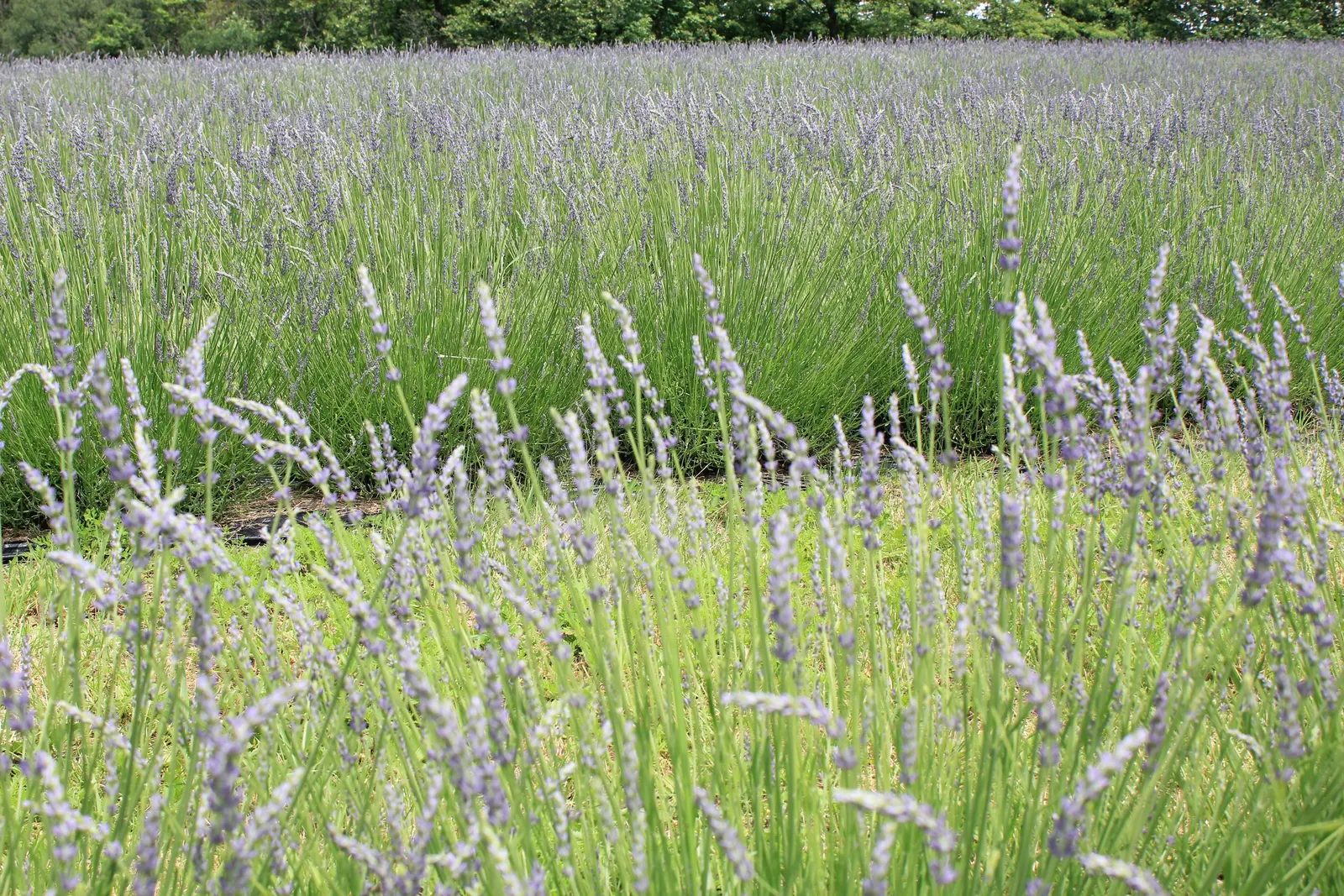 English Lavender (Lavandula Angustifolia) — Its hardiness falls within USDA Zones 5 through 8