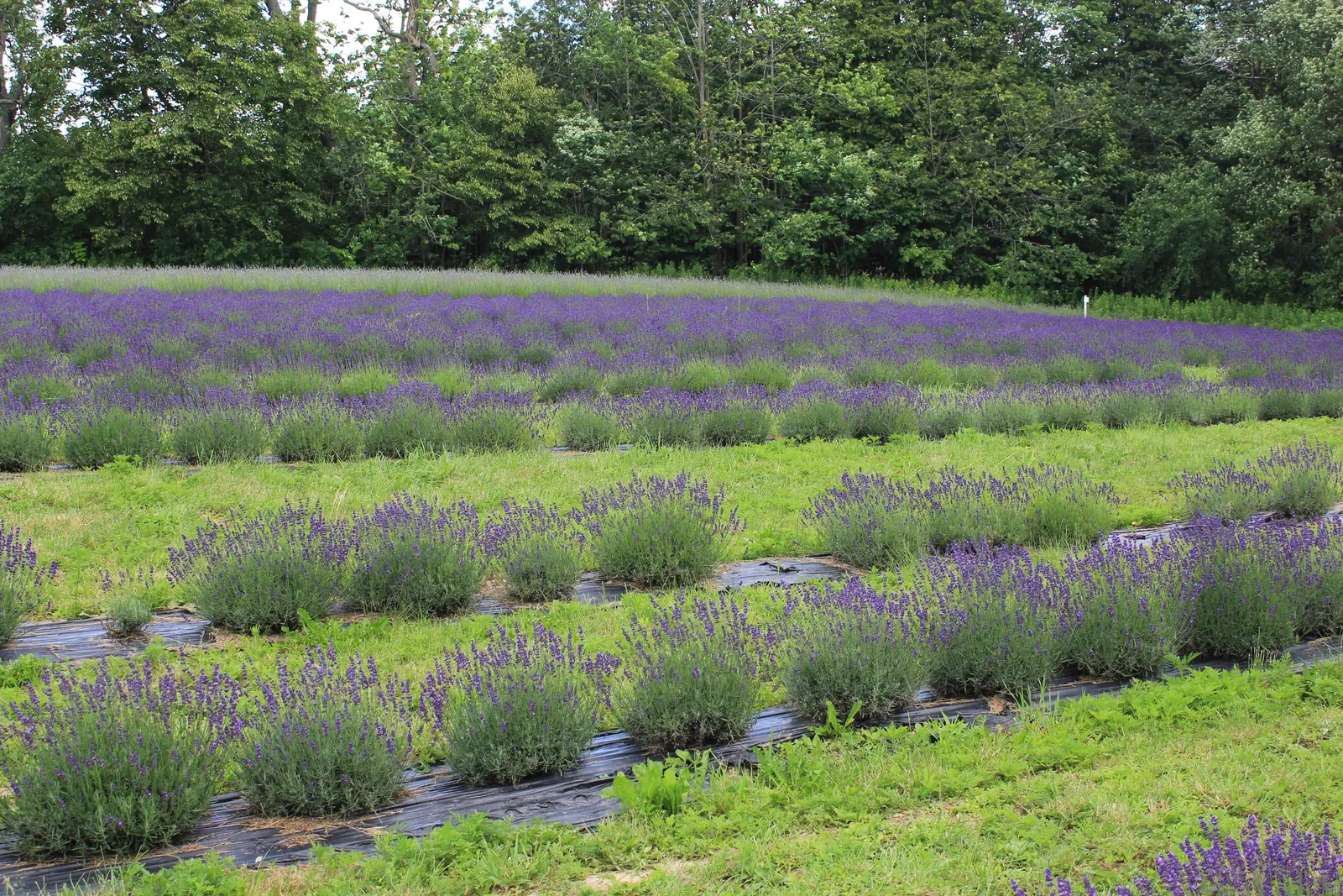 English Lavender (Lavandula Angustifolia) — and it is known for its drought resistance once established