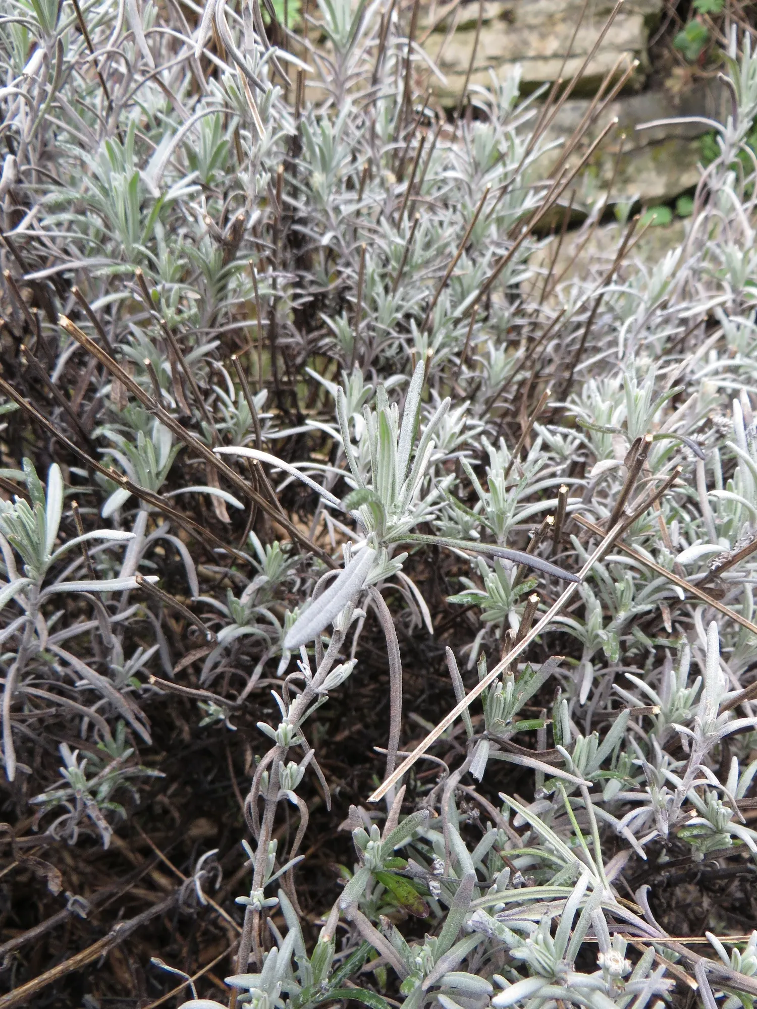 English Lavender (Lavandula Angustifolia) — or as part of a fragrant herb garden; it provides year-round interest and its easy-to-maintain habit makes it a