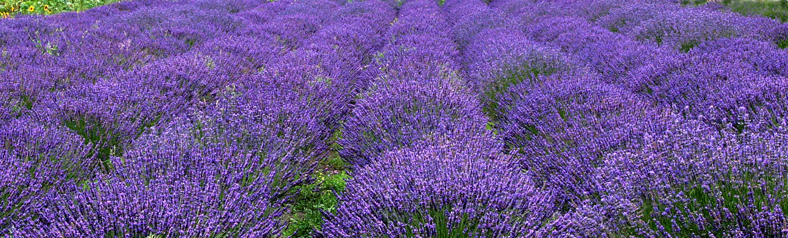 English Lavender (Lavandula Angustifolia) — this plant lends a classic cottage charm and is often used in aromatherapy and culinary applications