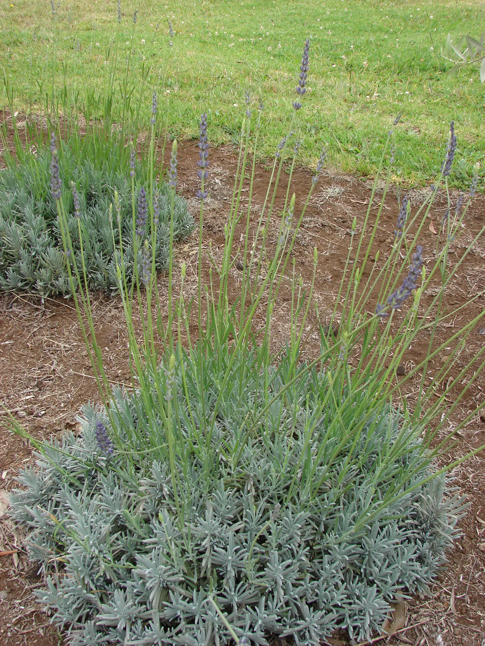 English Lavender (Lavandula Angustifolia) — this plant lends a classic cottage charm and is often used in aromatherapy and culinary applications, image 25