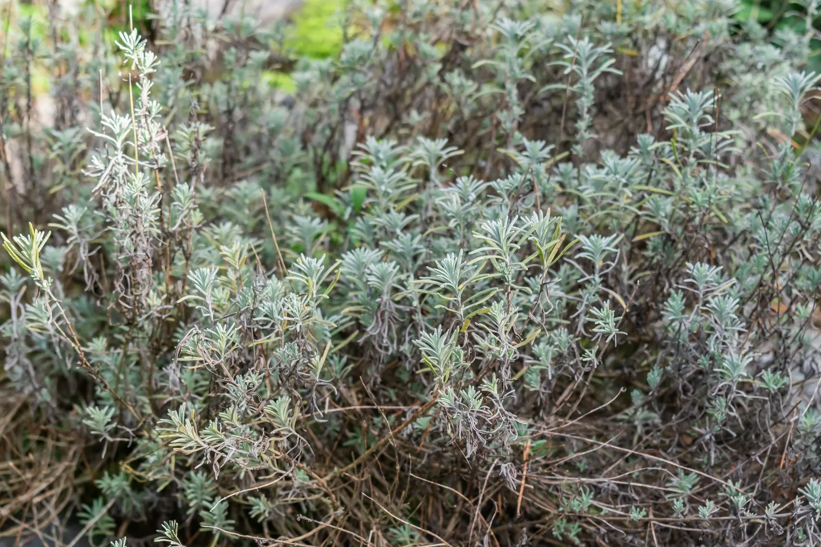 English Lavender (Lavandula Angustifolia) — cherished for its fragrant purple flowers and silvery-green foliage; it provides year-round interest and its
