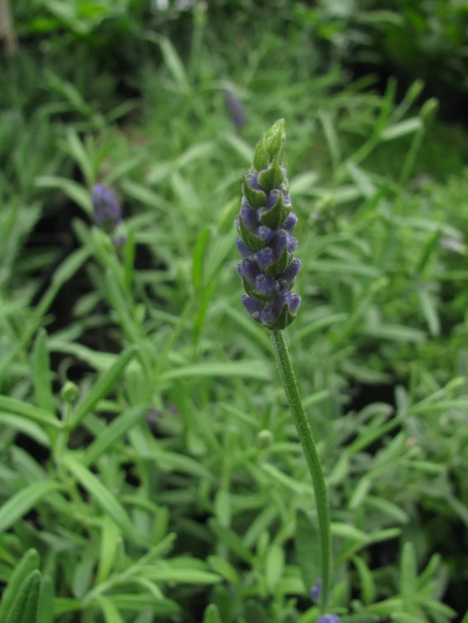 English Lavender (Lavandula Angustifolia) — Being evergreen in many climates