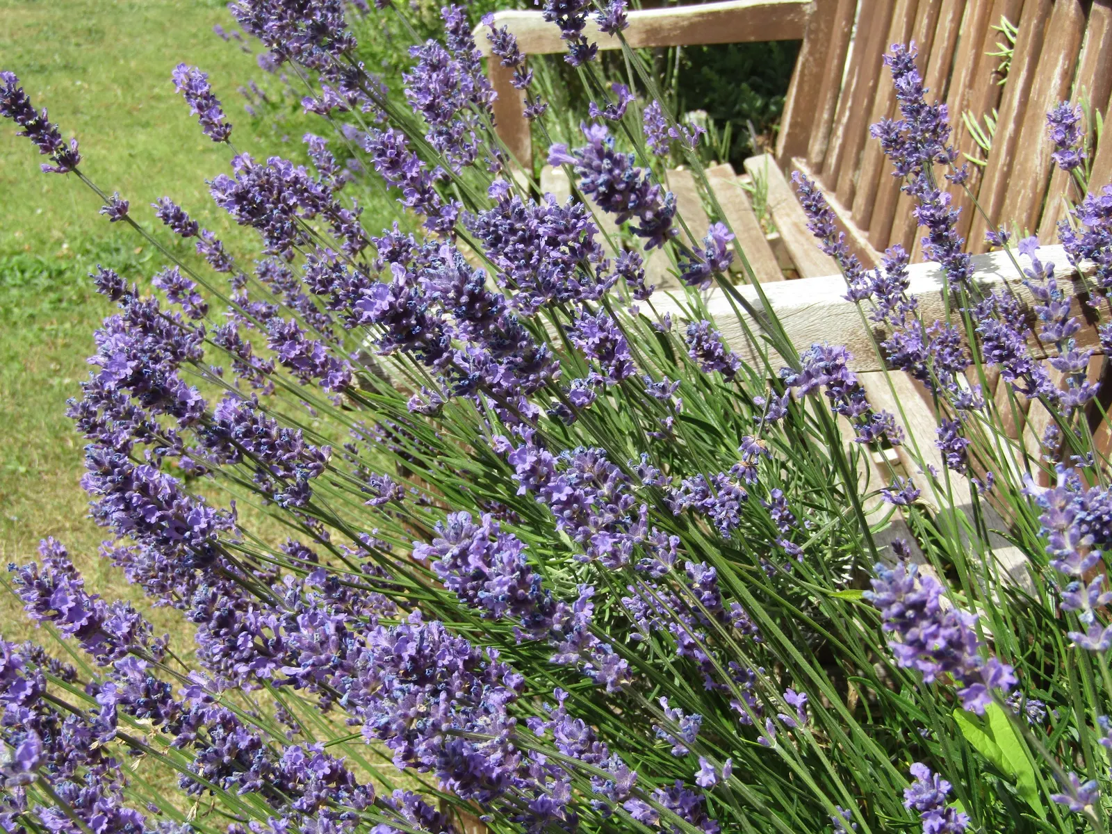 English Lavender (Lavandula Angustifolia) — herb / shrub for full