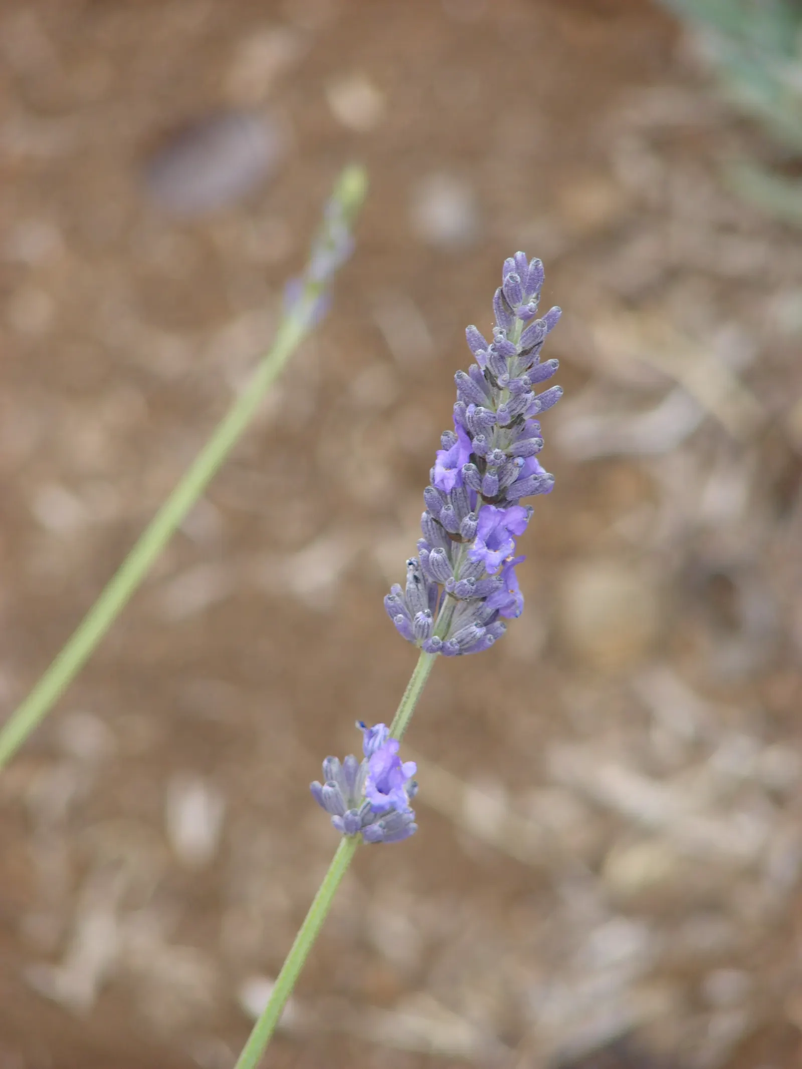 English Lavender (Lavandula Angustifolia) — Drought-tolerant once established, it attracts pollinators while deterring deer; it provides year-round interest