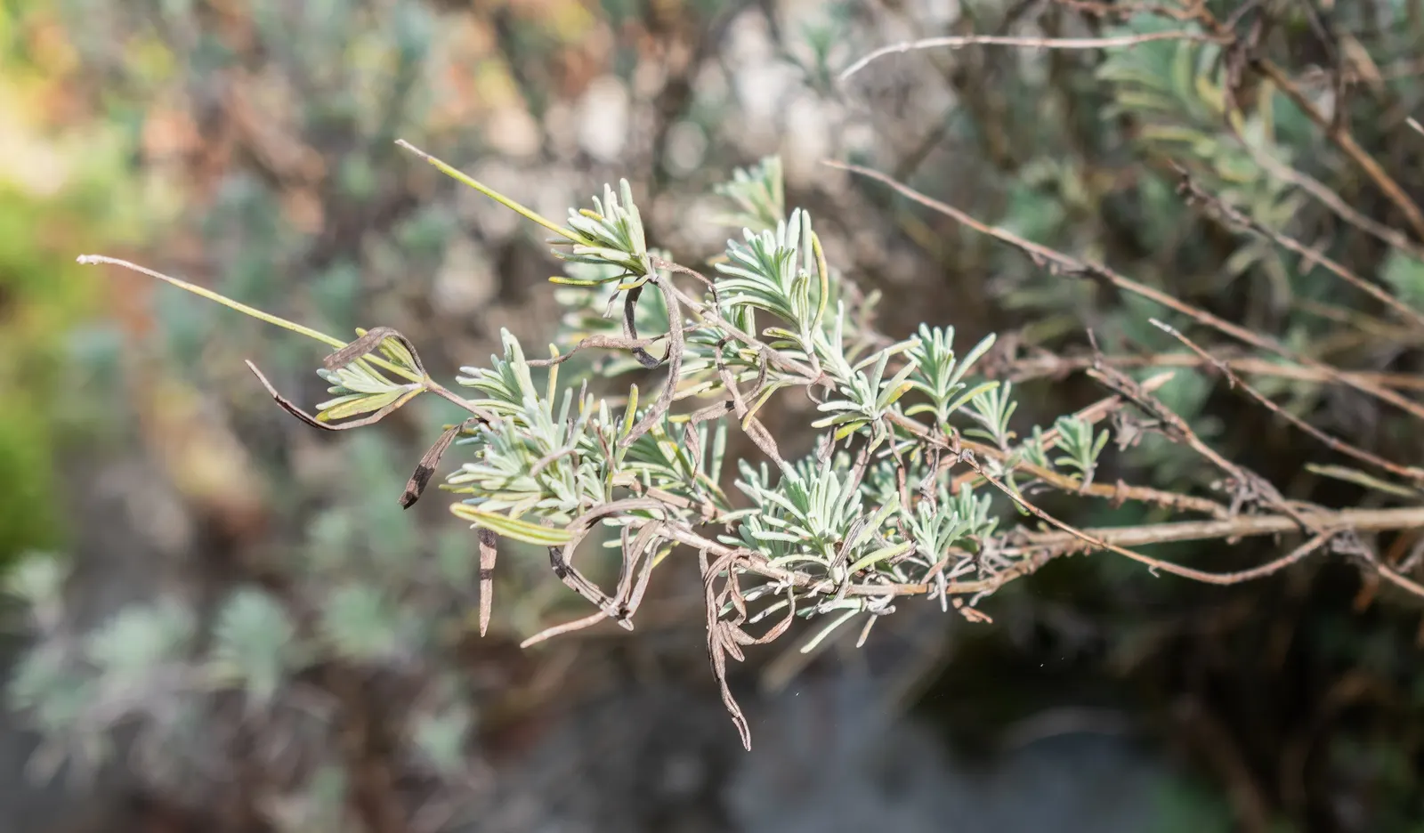English Lavender (Lavandula Angustifolia) — It thrives in full sun and well-drained soil, reaching 1 to 3 feet in height and spread; and it is known for its
