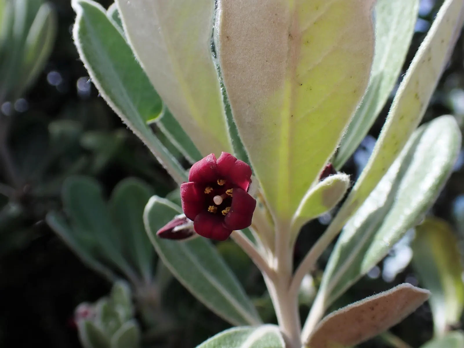 Karo (Pittosporum Crassifolium) — consider its full-grown dimensions