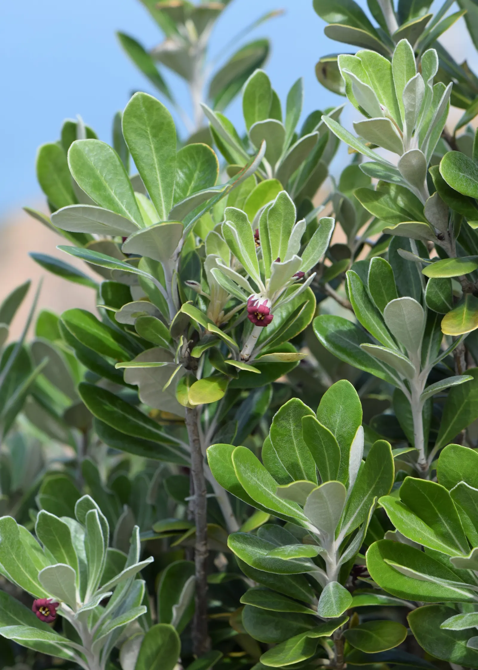 Karo (Pittosporum Crassifolium) — with a diameter of around 0.5 inches; <br><br>The compact and branching habit of Karo provides dense foliage year-round