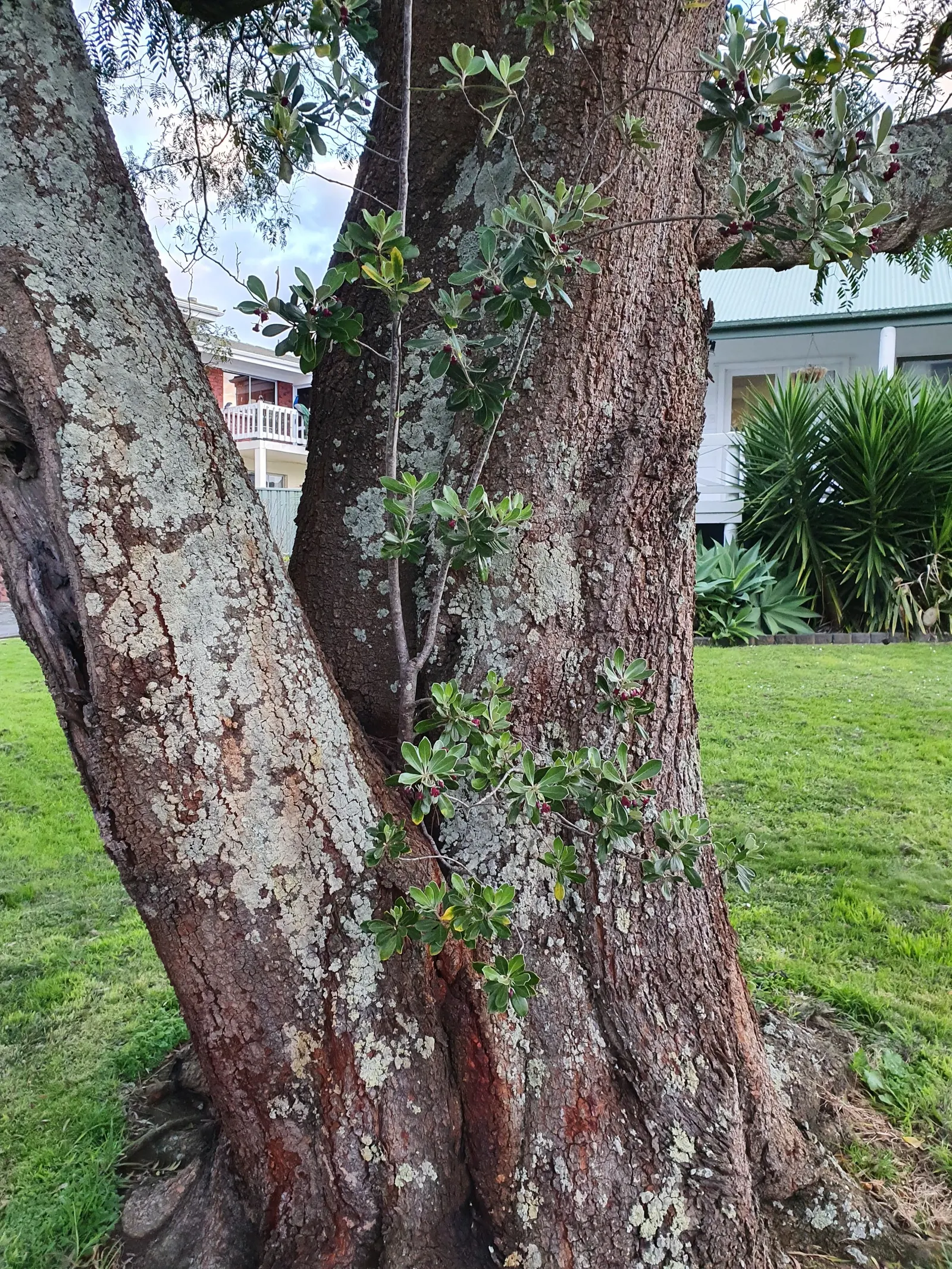 Karo (Pittosporum Crassifolium) — and dark-red honey-scented flowers bloom in late spring to early summer