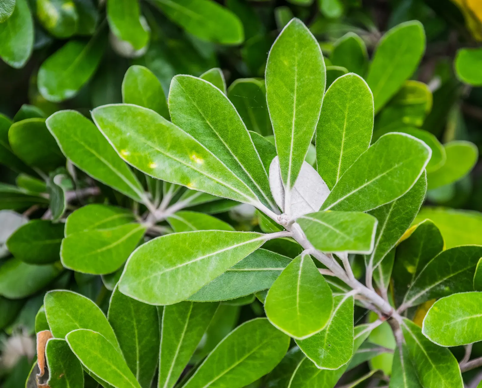 Karo (Pittosporum Crassifolium) — The glossy, leathery leaves are silver-green and can grow up to 4 inches long; demanding minimal to moderate irrigation