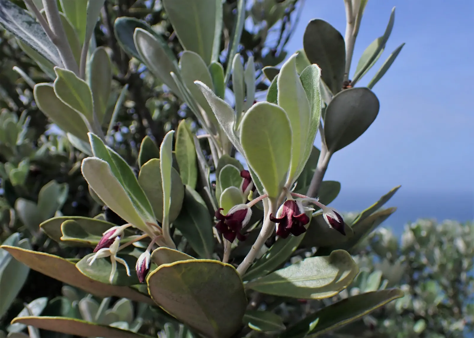 Karo (Pittosporum Crassifolium) — These encapsulated seeds attract various bird species; red flowers in the garden