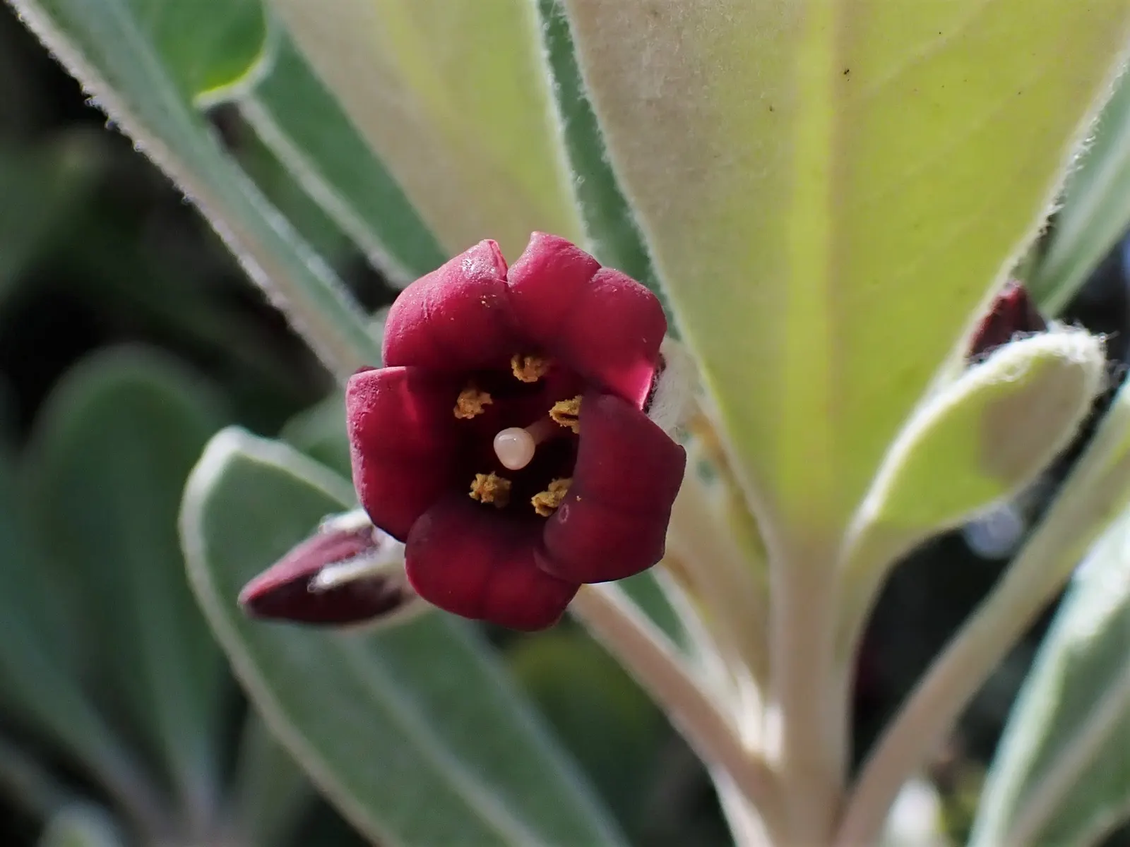 Karo (Pittosporum Crassifolium) — <br><br>The compact and branching habit of Karo provides dense foliage year-round; these encapsulated seeds attract various