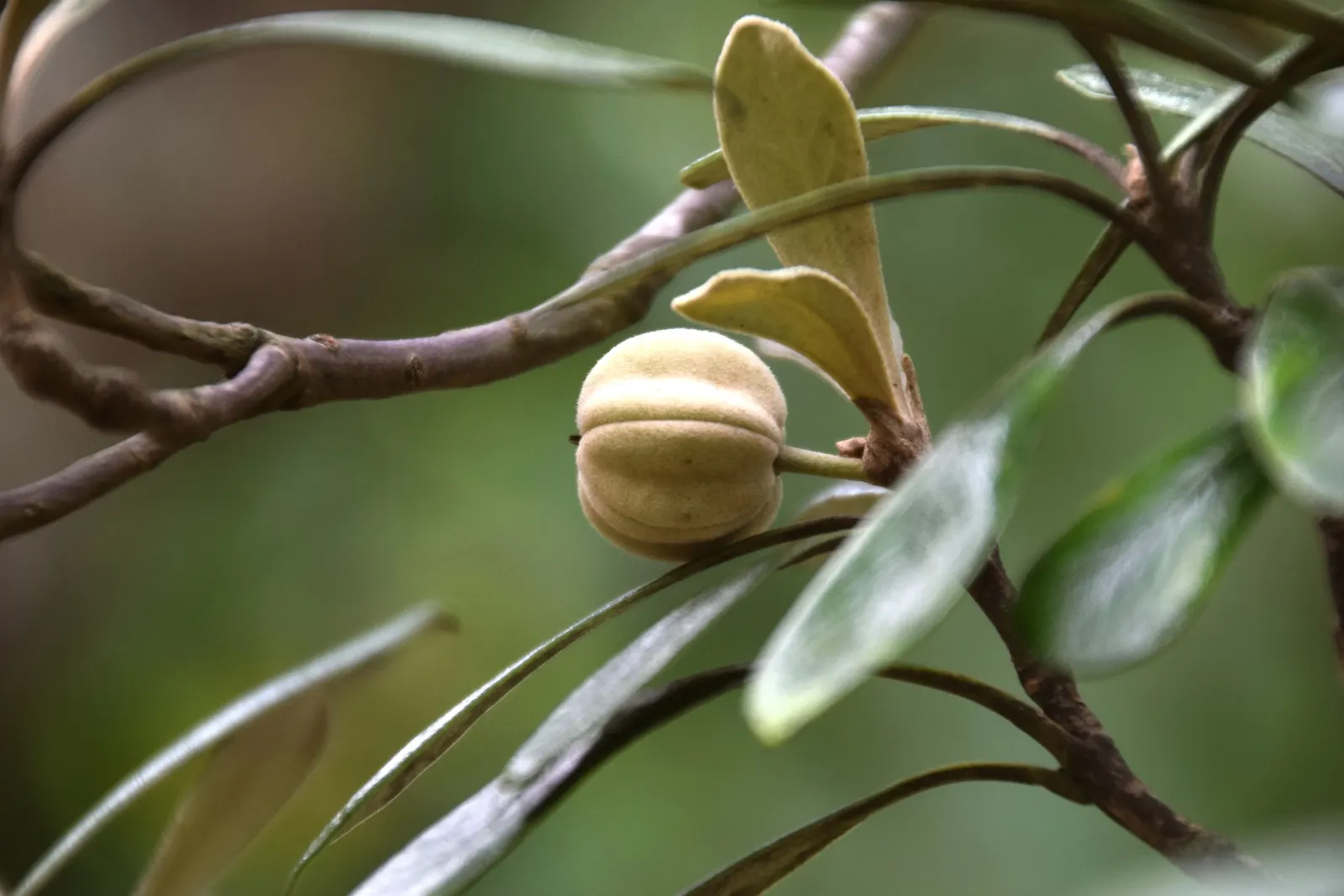 Karo (Pittosporum Crassifolium) — red flowers in the garden