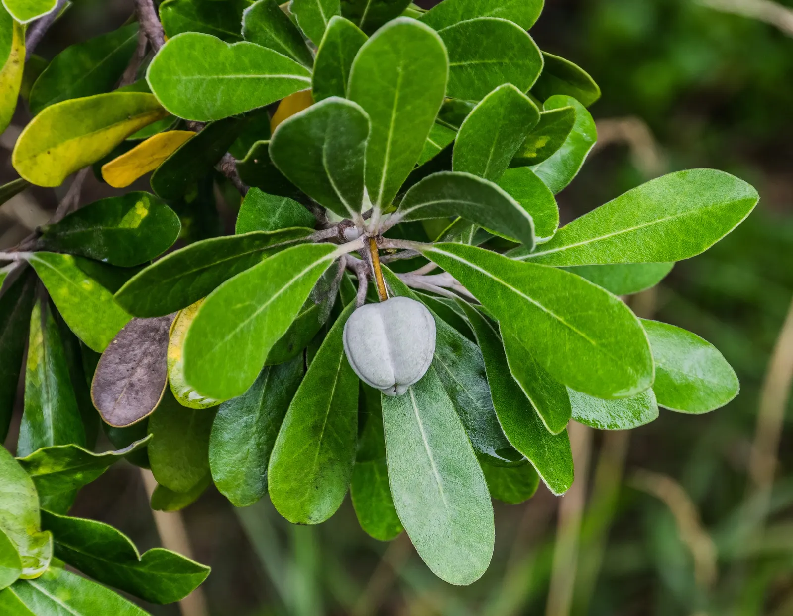 Karo (Pittosporum Crassifolium) — with a diameter of around 0.5 inches