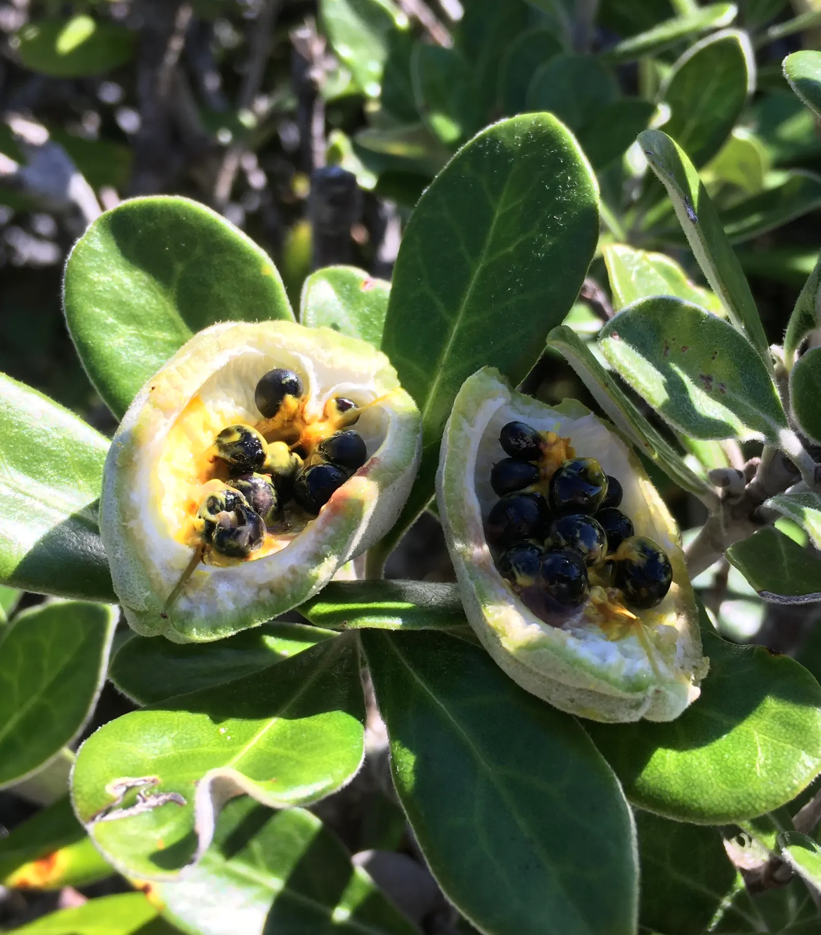 Karo (Pittosporum Crassifolium) — giving way to seed capsules that split to reveal sticky seeds