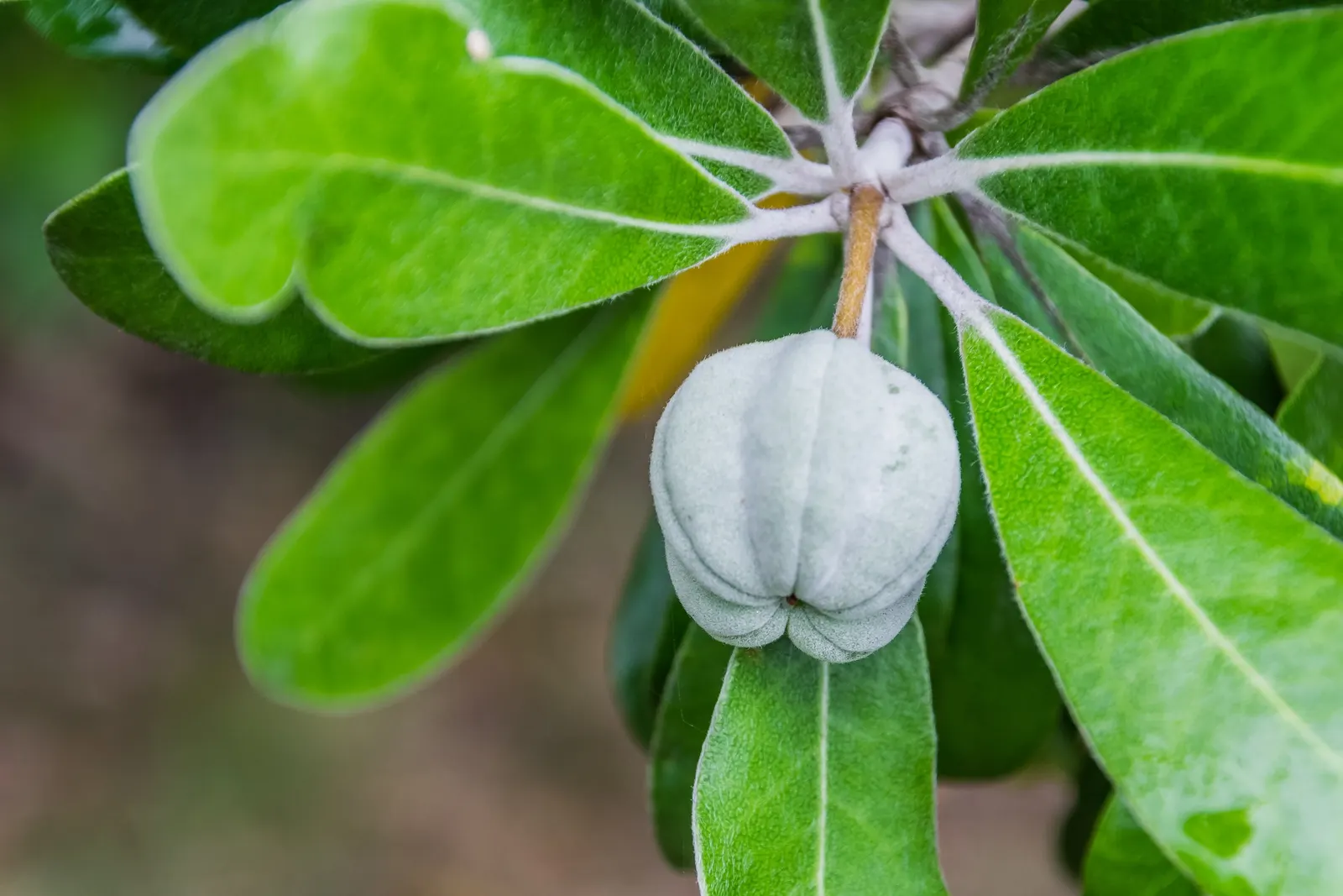 Karo (Pittosporum Crassifolium) — renowned for its textural foliage and adaptability to a range of climates