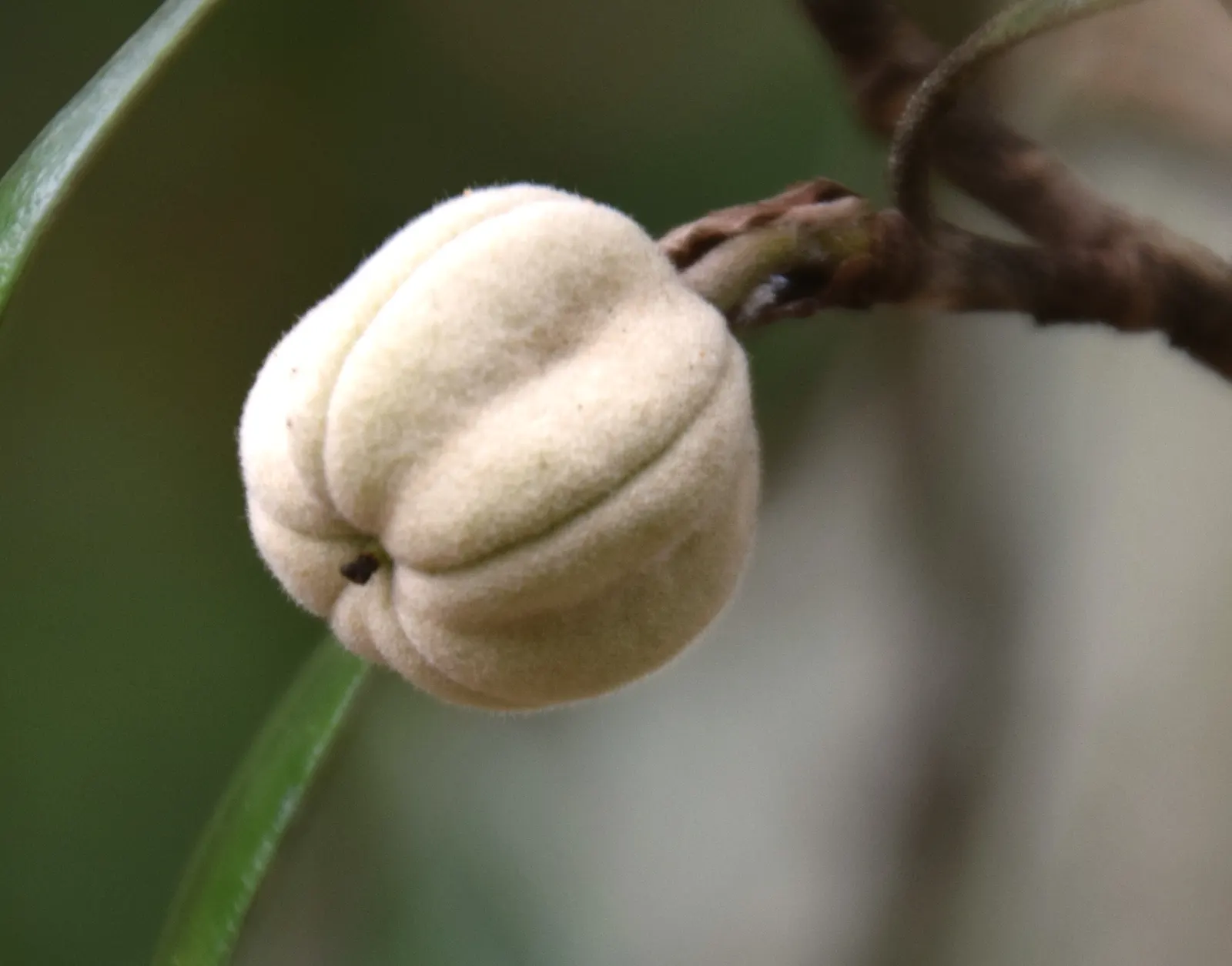 Karo (Pittosporum Crassifolium) — Karos are ideal for coastal landscapes and hedging