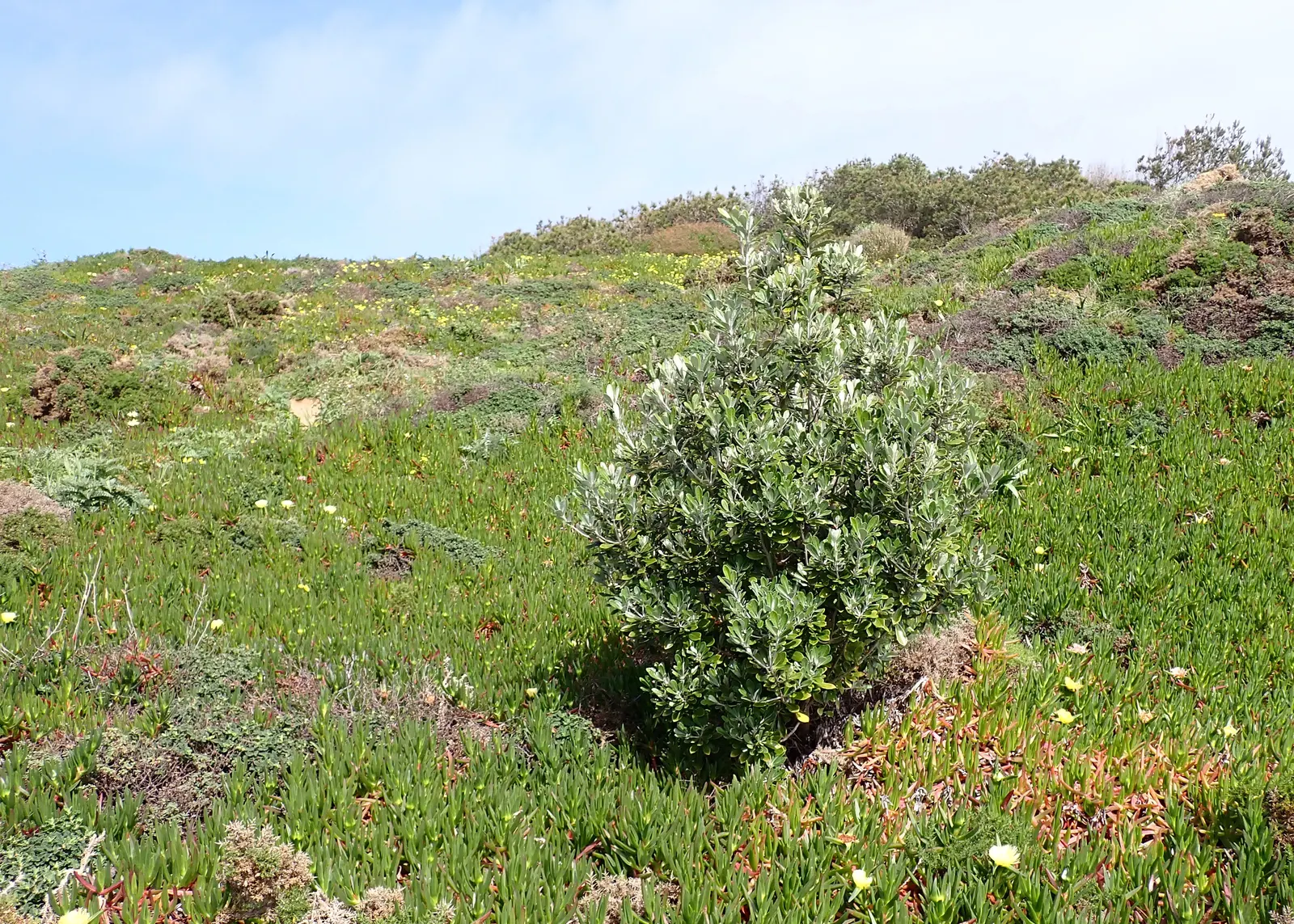 Karo (Pittosporum Crassifolium) — renowned for its textural foliage and adaptability to a range of climates; with early spring being the ideal time for such