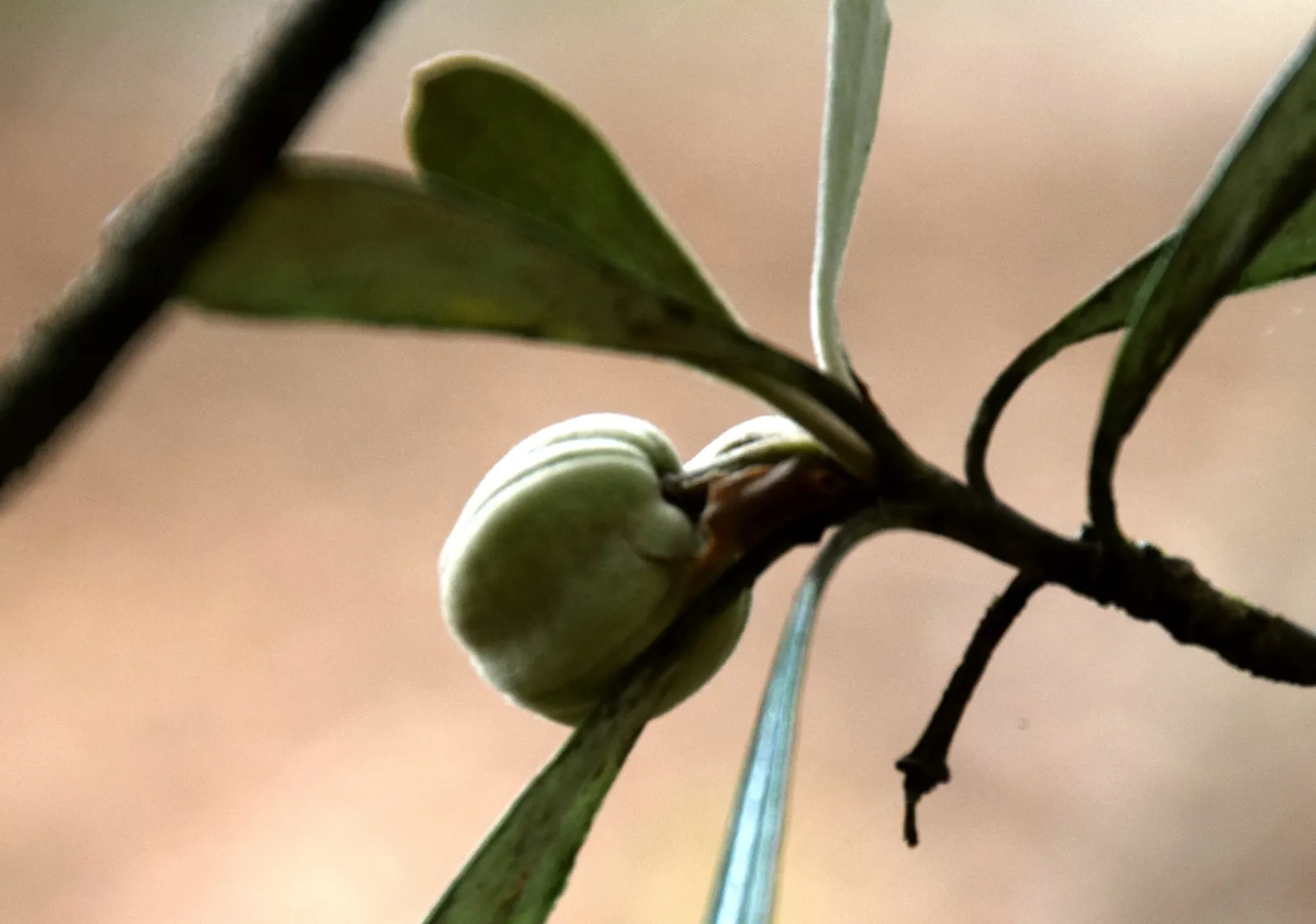 Karo (Pittosporum Crassifolium) — Karo (Pittosporum crassifolium) is a resilient evergreen shrub