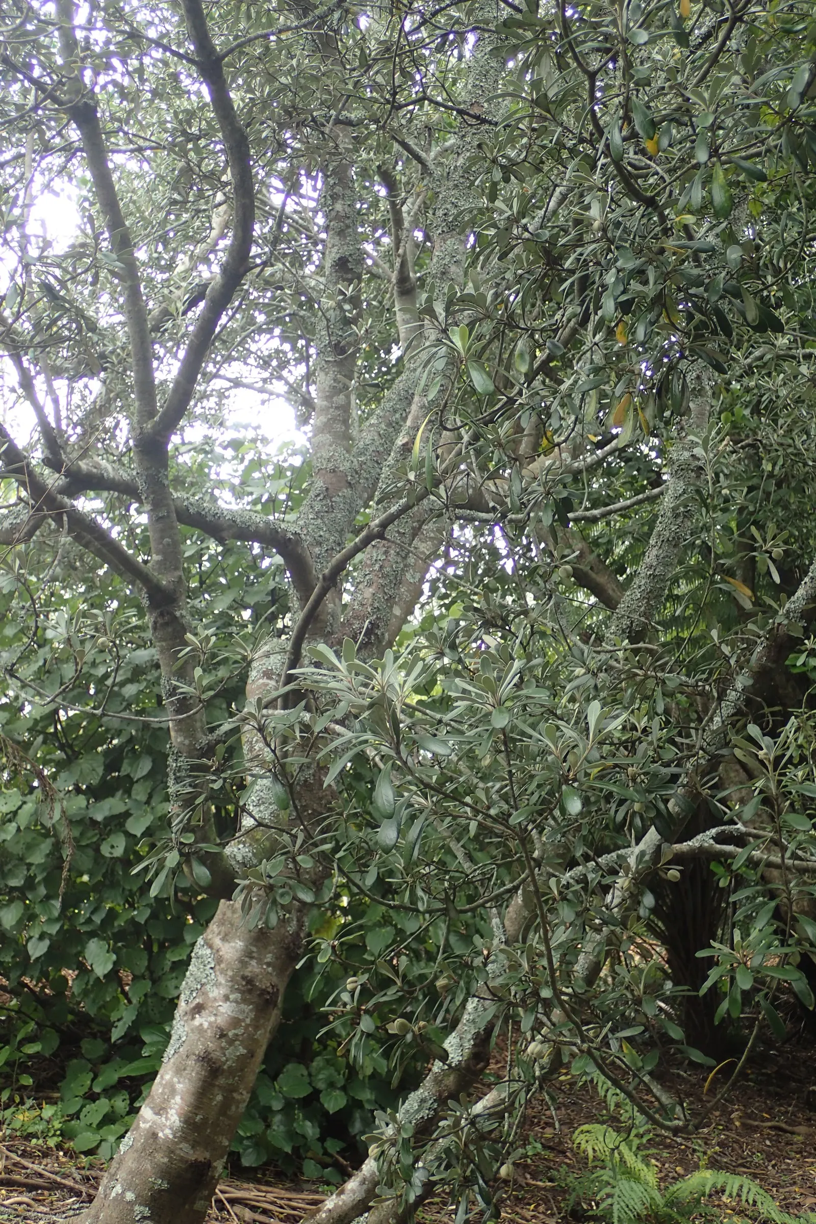 Karo (Pittosporum Crassifolium) — is a resilient and versatile shrub native to New Zealand