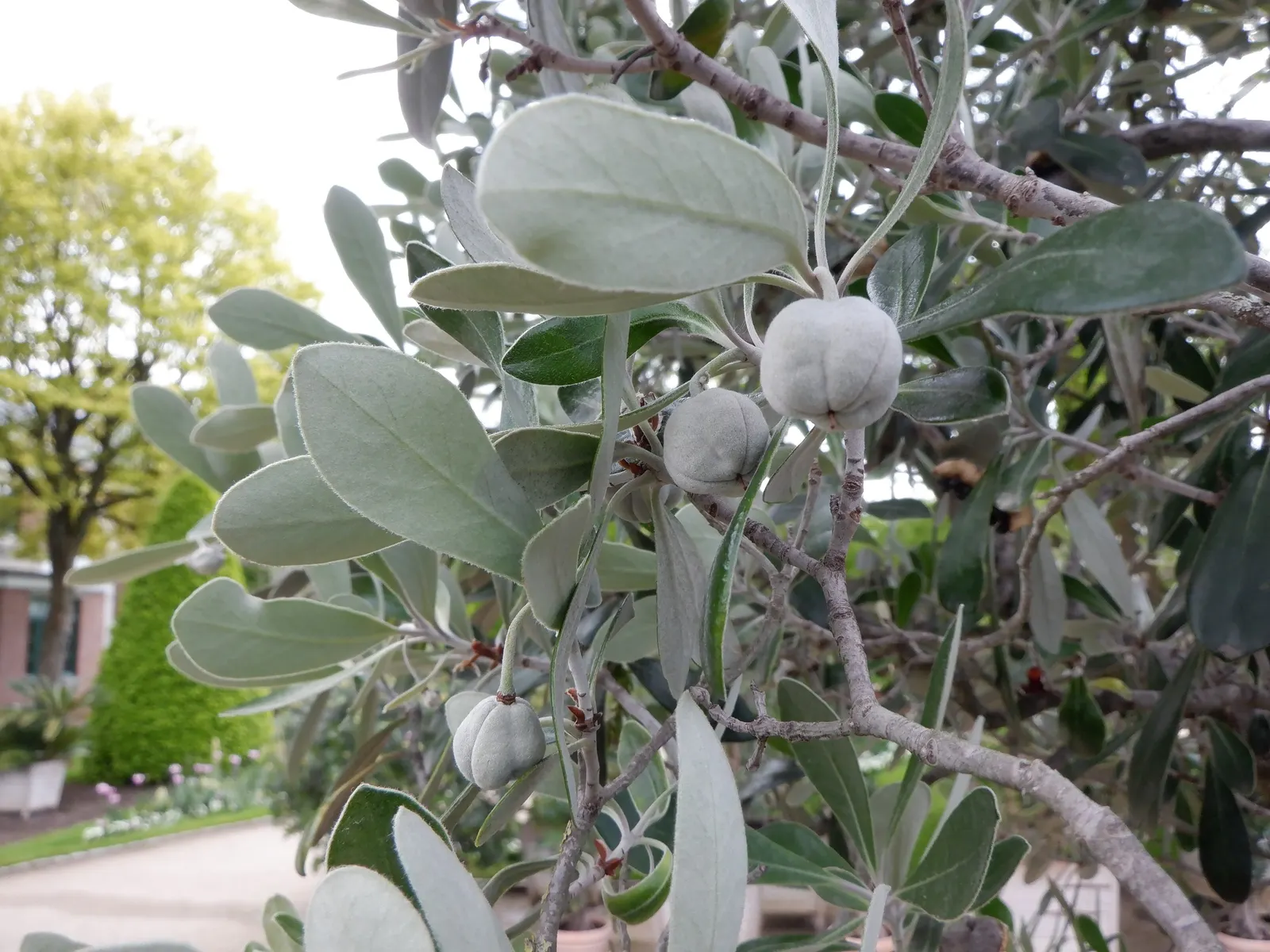 Karo (Pittosporum Crassifolium) — It reaches up to 10-13 feet in height and spreads approximately 8-10 feet wide