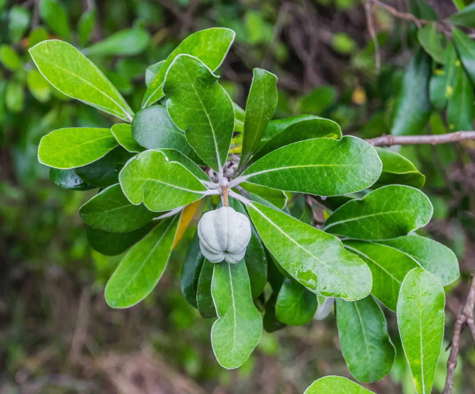 Karo (Pittosporum Crassifolium) — It reaches up to 10-13 feet in height and spreads approximately 8-10 feet wide; making it an excellent choice for privacy