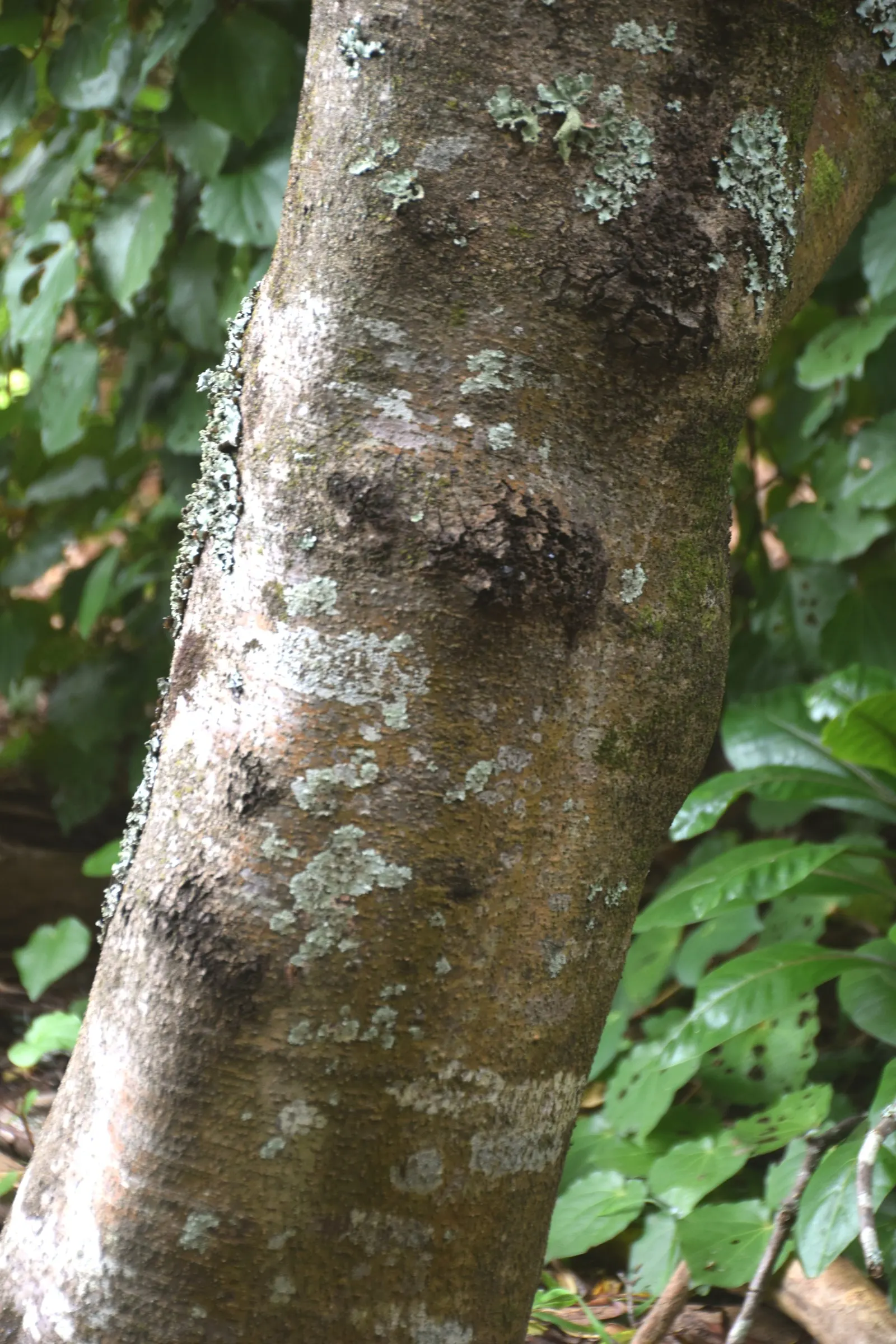 Karo (Pittosporum Crassifolium) — making it an excellent choice for privacy screens