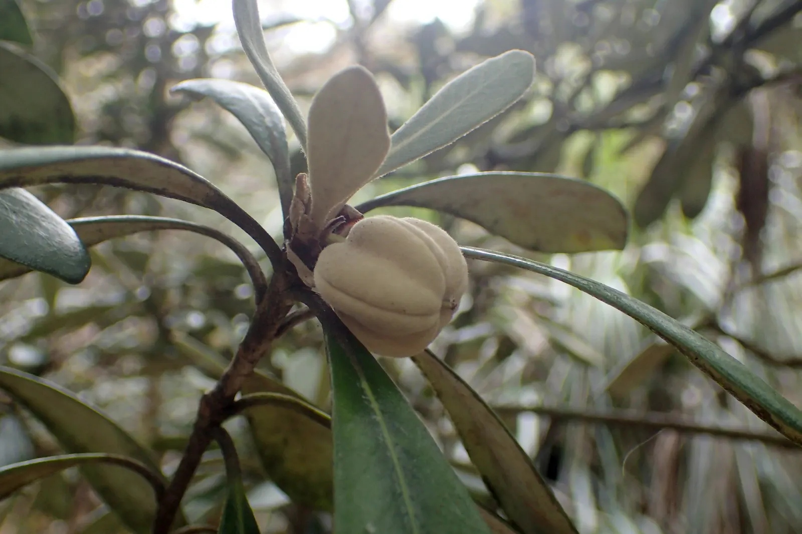 Karo (Pittosporum Crassifolium) — giving way to seed capsules that split to reveal sticky seeds; karo is drought tolerant once established