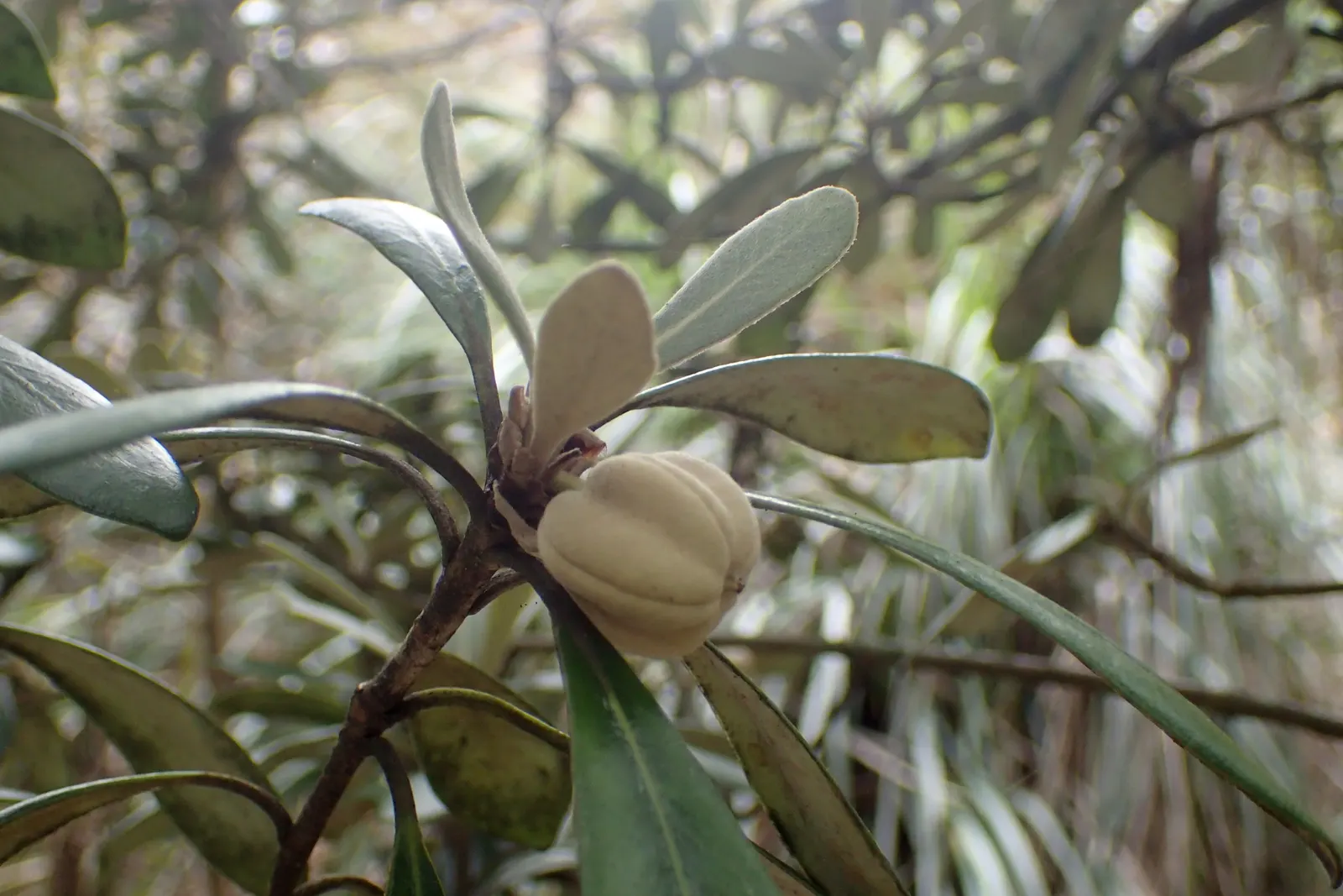 Karo (Pittosporum Crassifolium) — allowing adequate space for its robust development