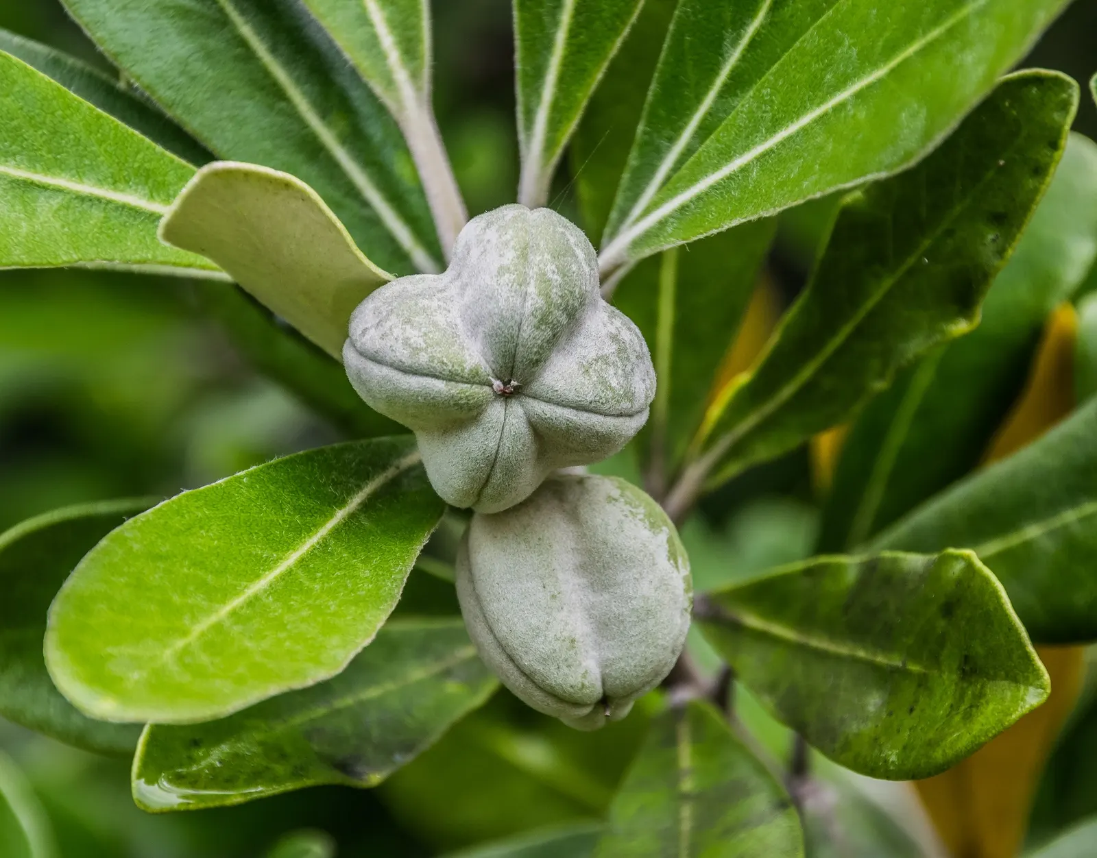 Karo (Pittosporum Crassifolium) — silvery-green leaves measure about 2 to 4 inches long and are coated in a fine downy fuzz