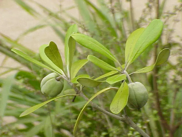Karo (Pittosporum Crassifolium) — and dark-red honey-scented flowers bloom in late spring to early summer; the glossy, leathery leaves are silver-green and can