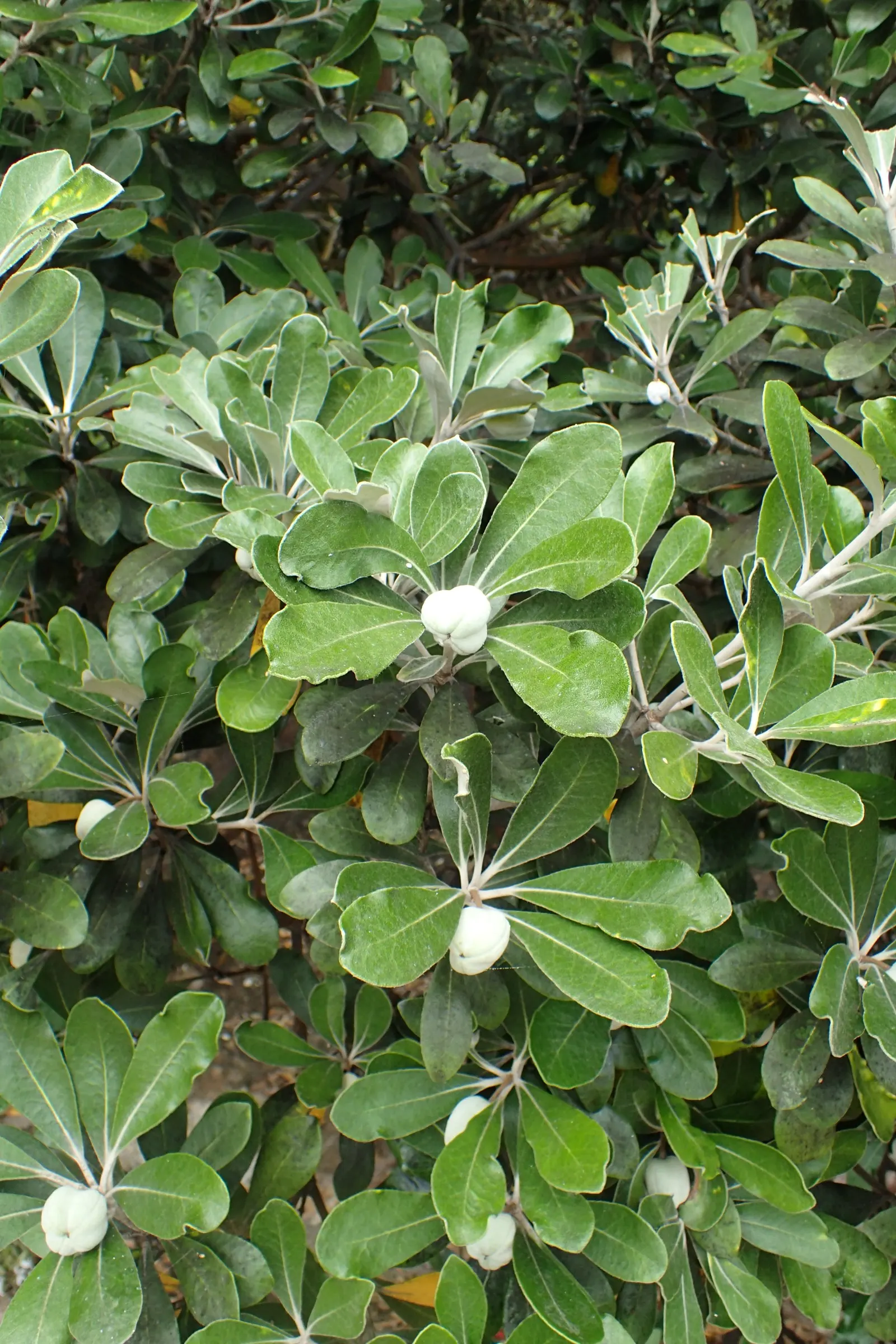 Karo (Pittosporum Crassifolium) — Typically reaching a mature height of 10 to 15 feet with a similar spread