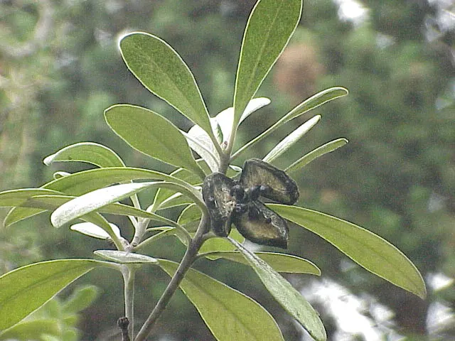 Karo (Pittosporum Crassifolium) — demanding minimal to moderate irrigation