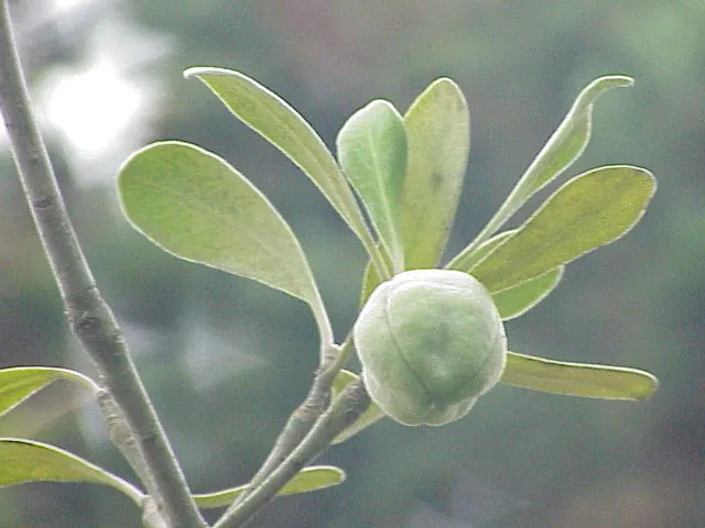 Karo (Pittosporum Crassifolium) — Karo (Pittosporum crassifolium) is a resilient evergreen shrub; small, dark purple flowers with a honey fragrance bloom in