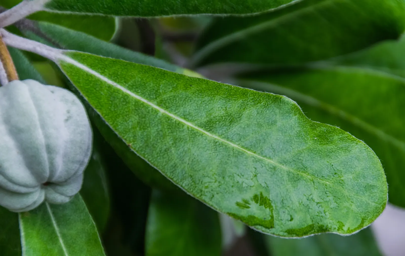Karo (Pittosporum Crassifolium) — with early spring being the ideal time for such trimming