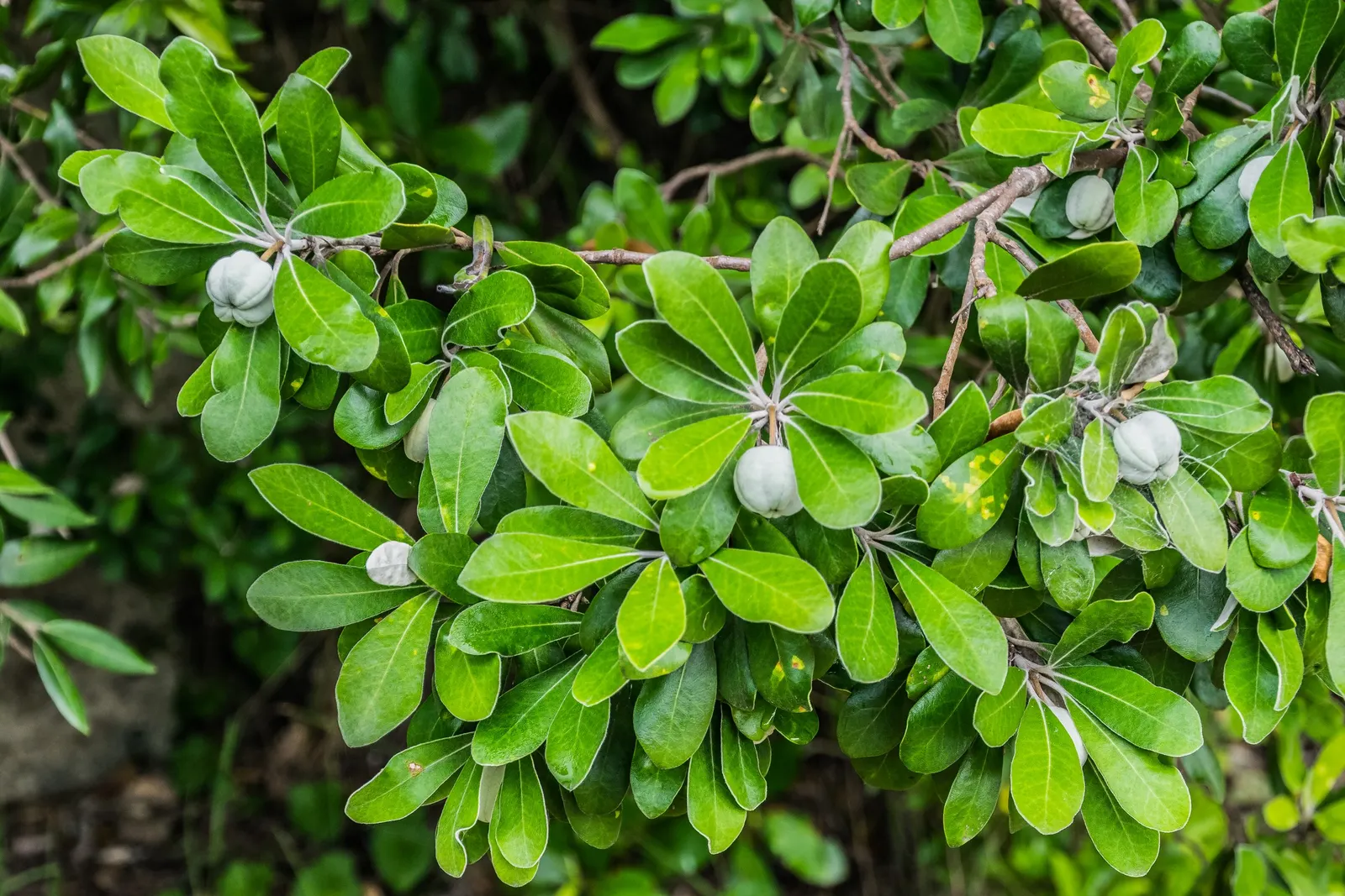 Karo (Pittosporum Crassifolium) — is a resilient and versatile shrub native to New Zealand; with a diameter of around 0.5 inches