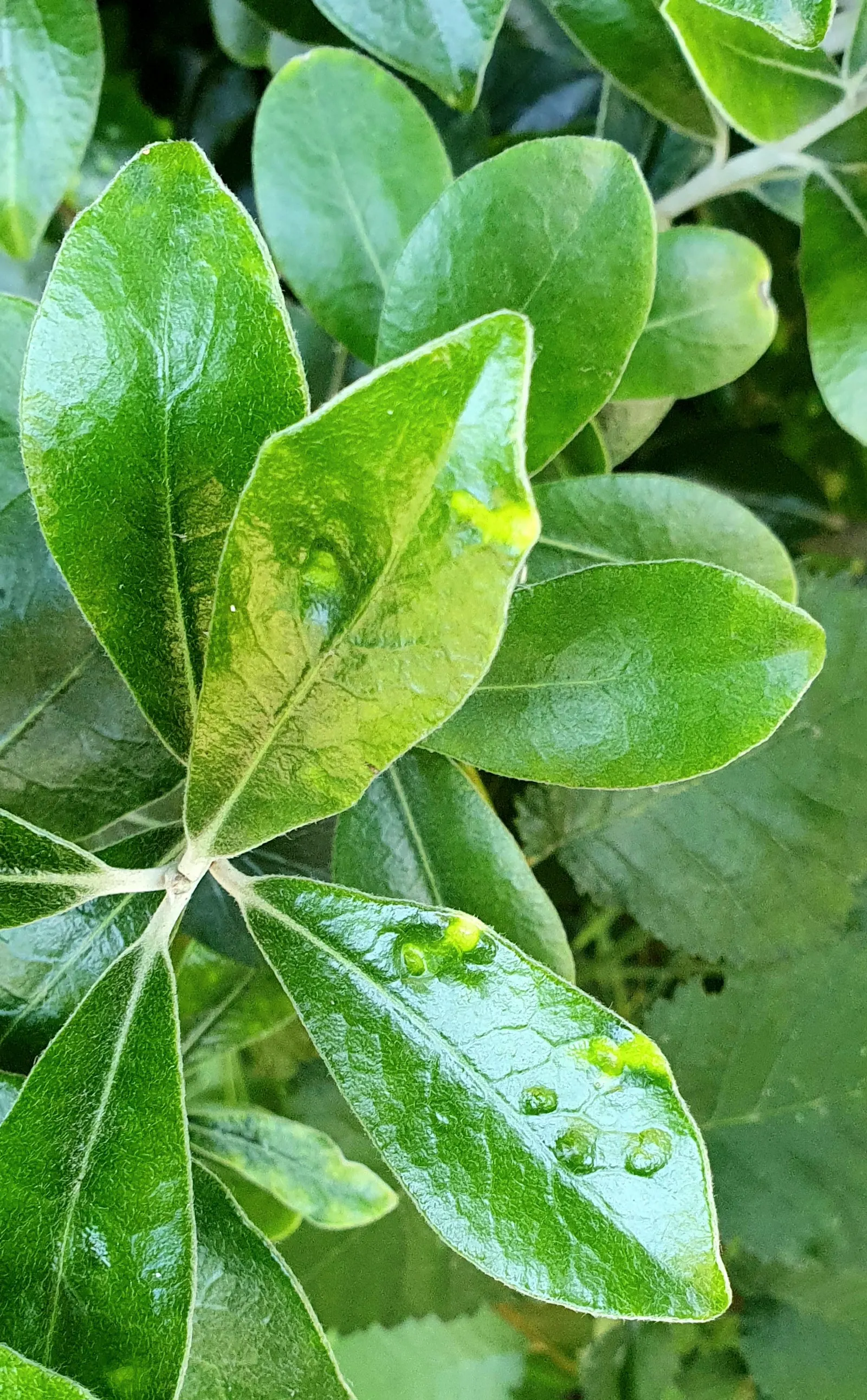 Karo (Pittosporum Crassifolium) — Small, dark purple flowers with a honey fragrance bloom in late spring, followed by seed capsules; shrub with red blooms