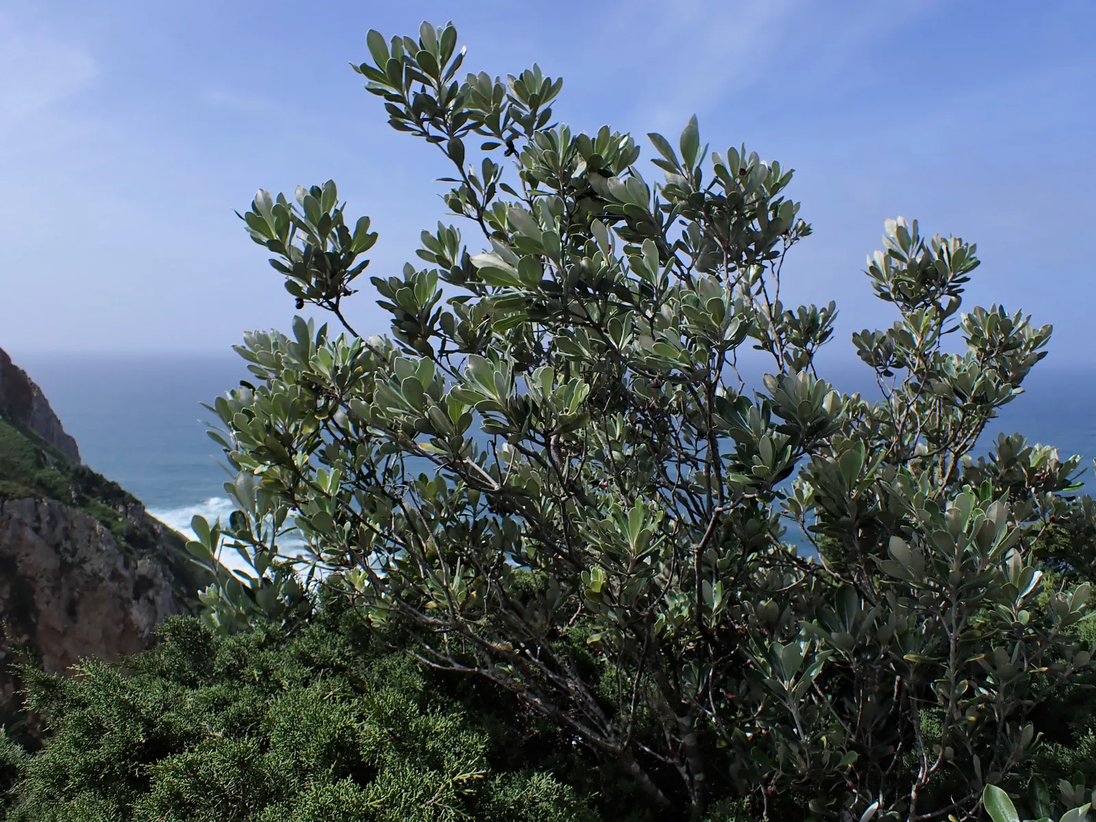 Karo (Pittosporum Crassifolium) — Karos are ideal for coastal landscapes and hedging; is a resilient and versatile shrub native to New Zealand
