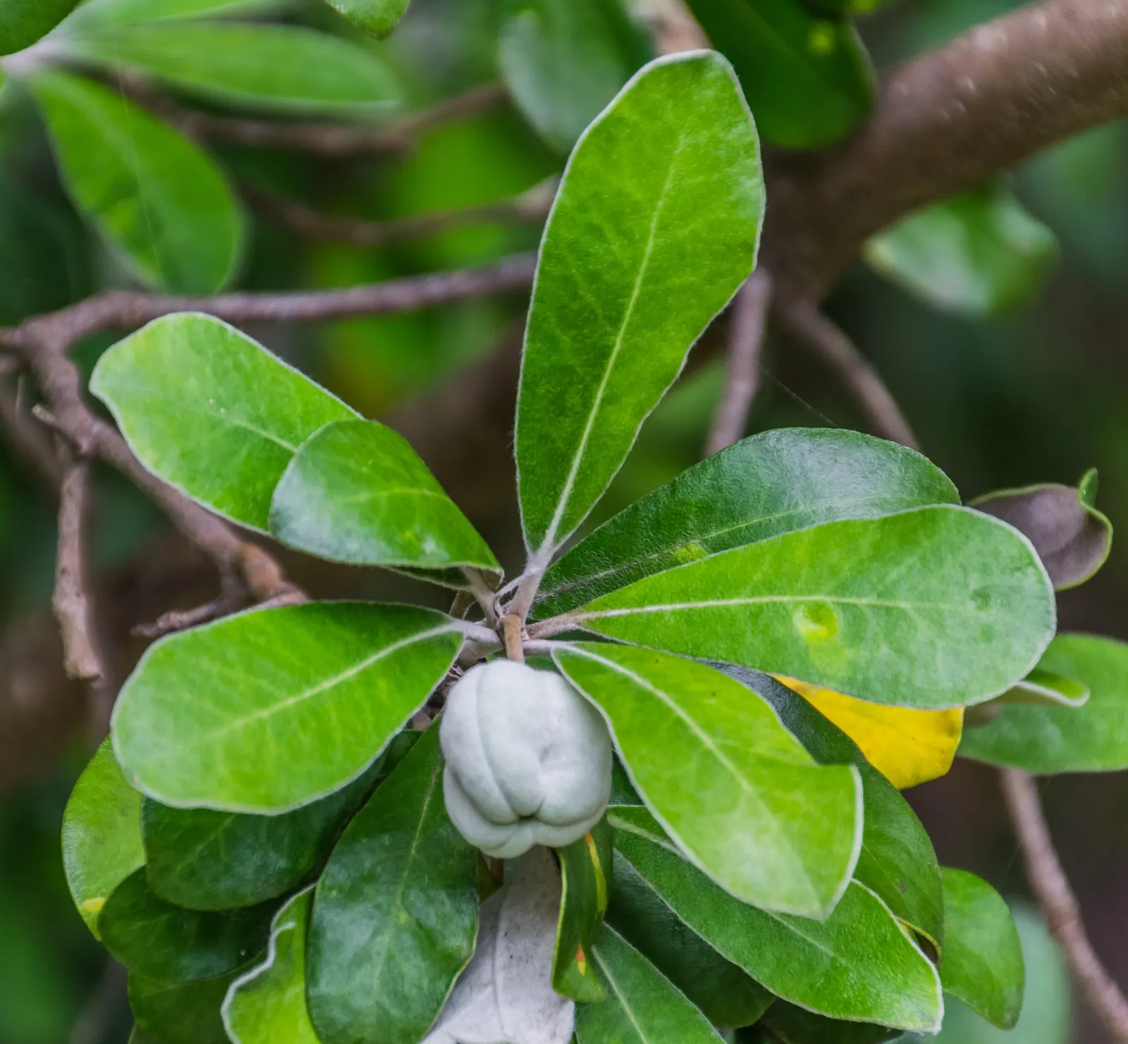 Karo (Pittosporum Crassifolium) — offers both ecological benefits and aesthetic appeal.<br><br>Preferring well-draining soils