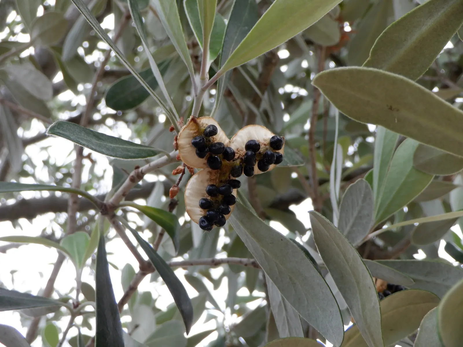 Karo (Pittosporum Crassifolium) — Small, dark purple flowers with a honey fragrance bloom in late spring, followed by seed capsules