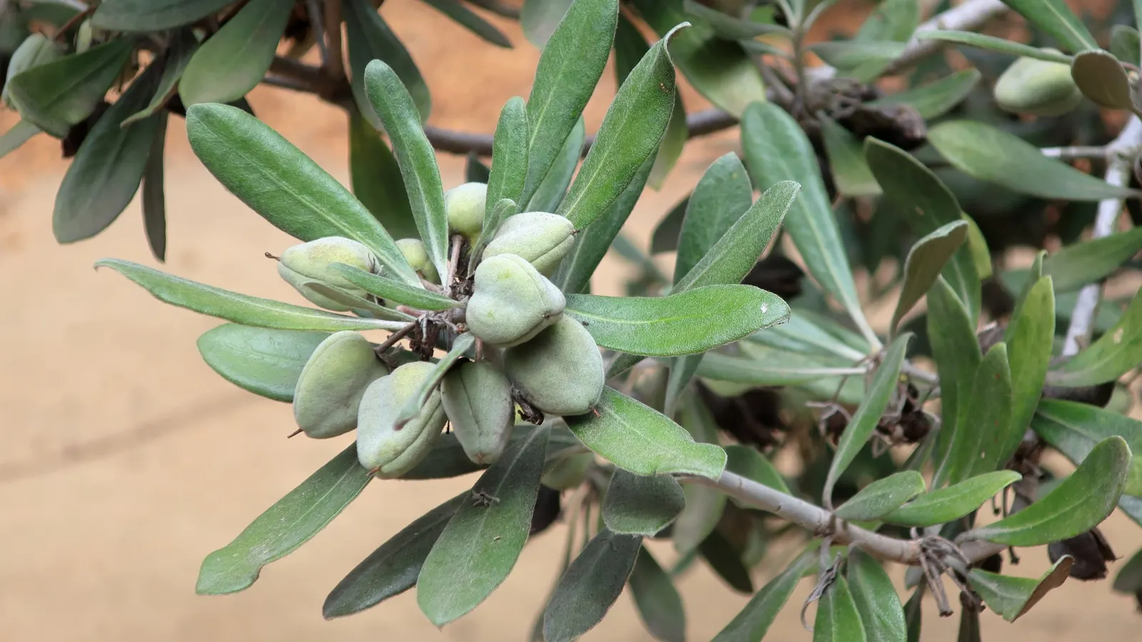Karo (Pittosporum Crassifolium) — These encapsulated seeds attract various bird species