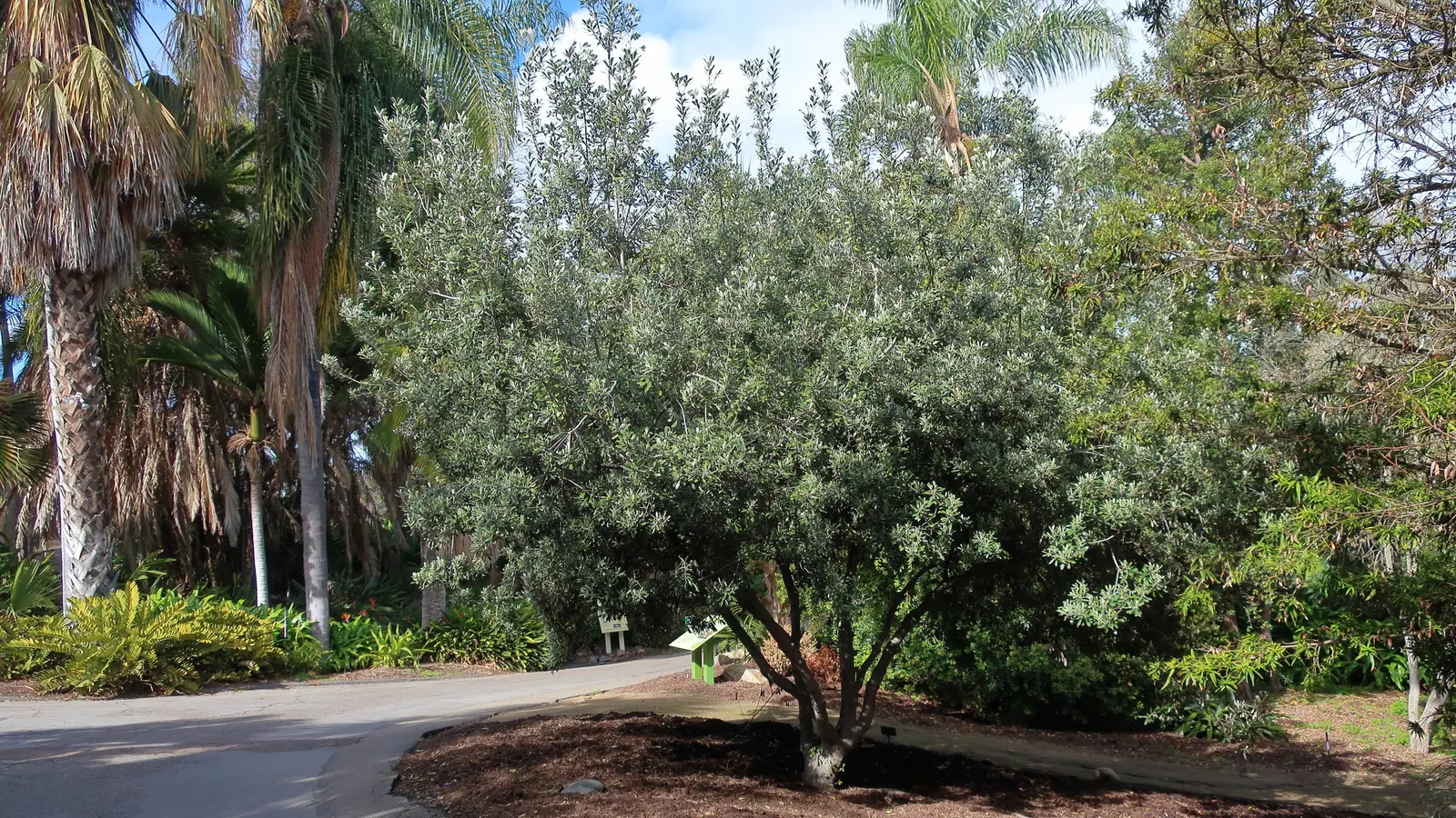 Karo (Pittosporum Crassifolium) — This low-maintenance shrub can be pruned to maintain a desired size and shape