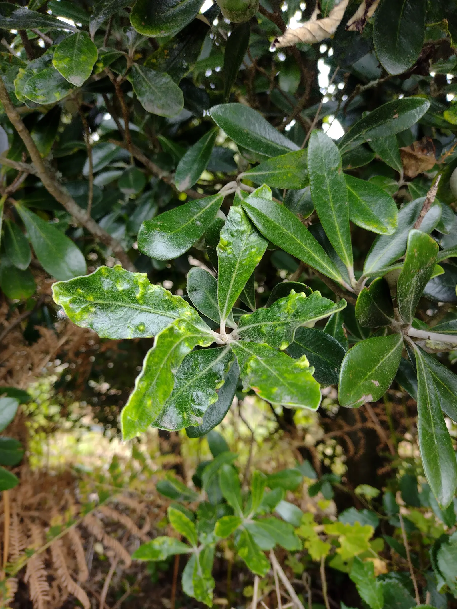 Karo (Pittosporum Crassifolium) — Typically reaching a mature height of 10 to 15 feet with a similar spread; karo (Pittosporum crassifolium) is a resilient