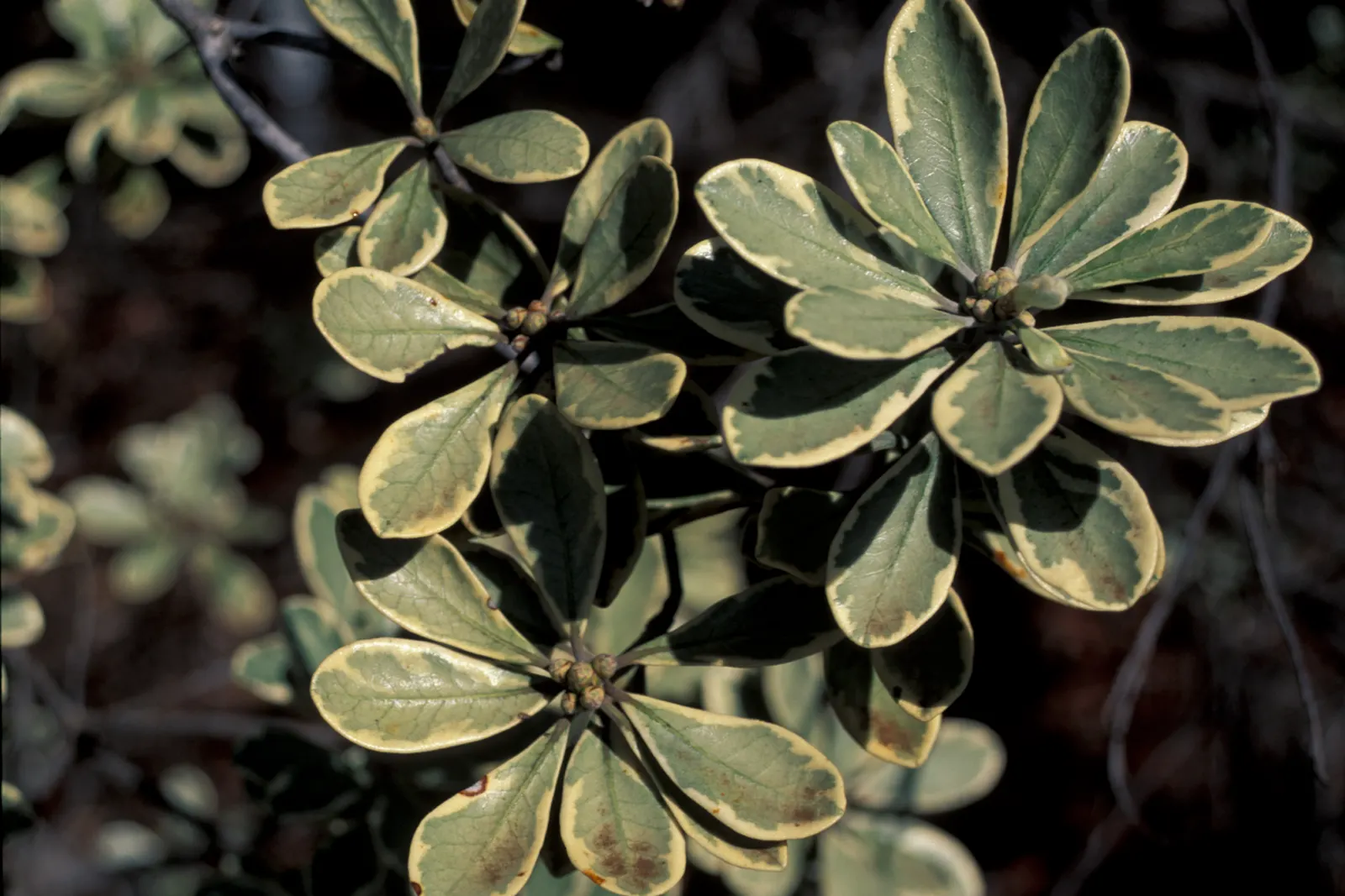 Karo (Pittosporum Crassifolium) — When incorporating Karo into landscape designs